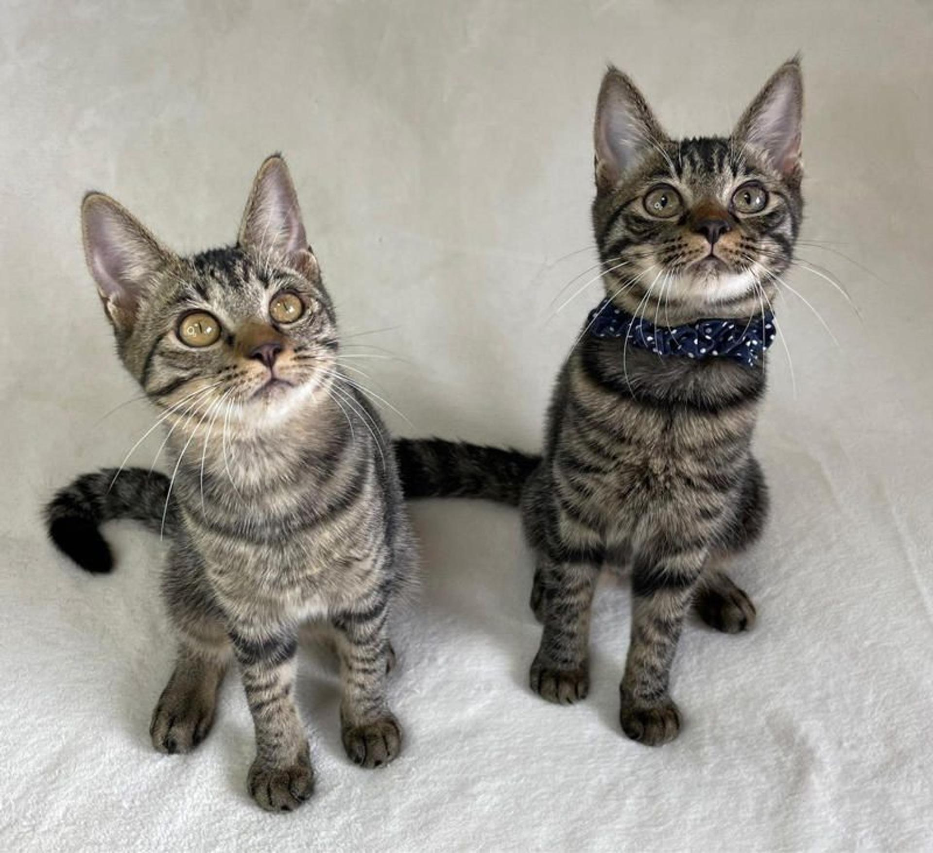 pet-image-5