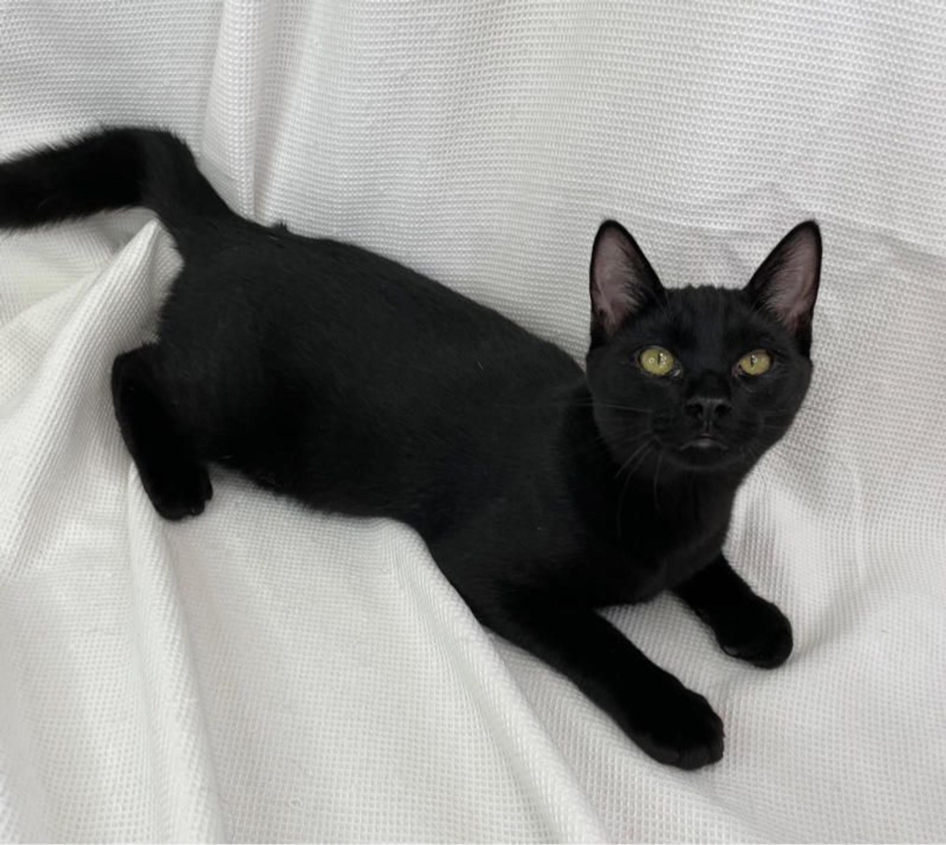 pet-image-3