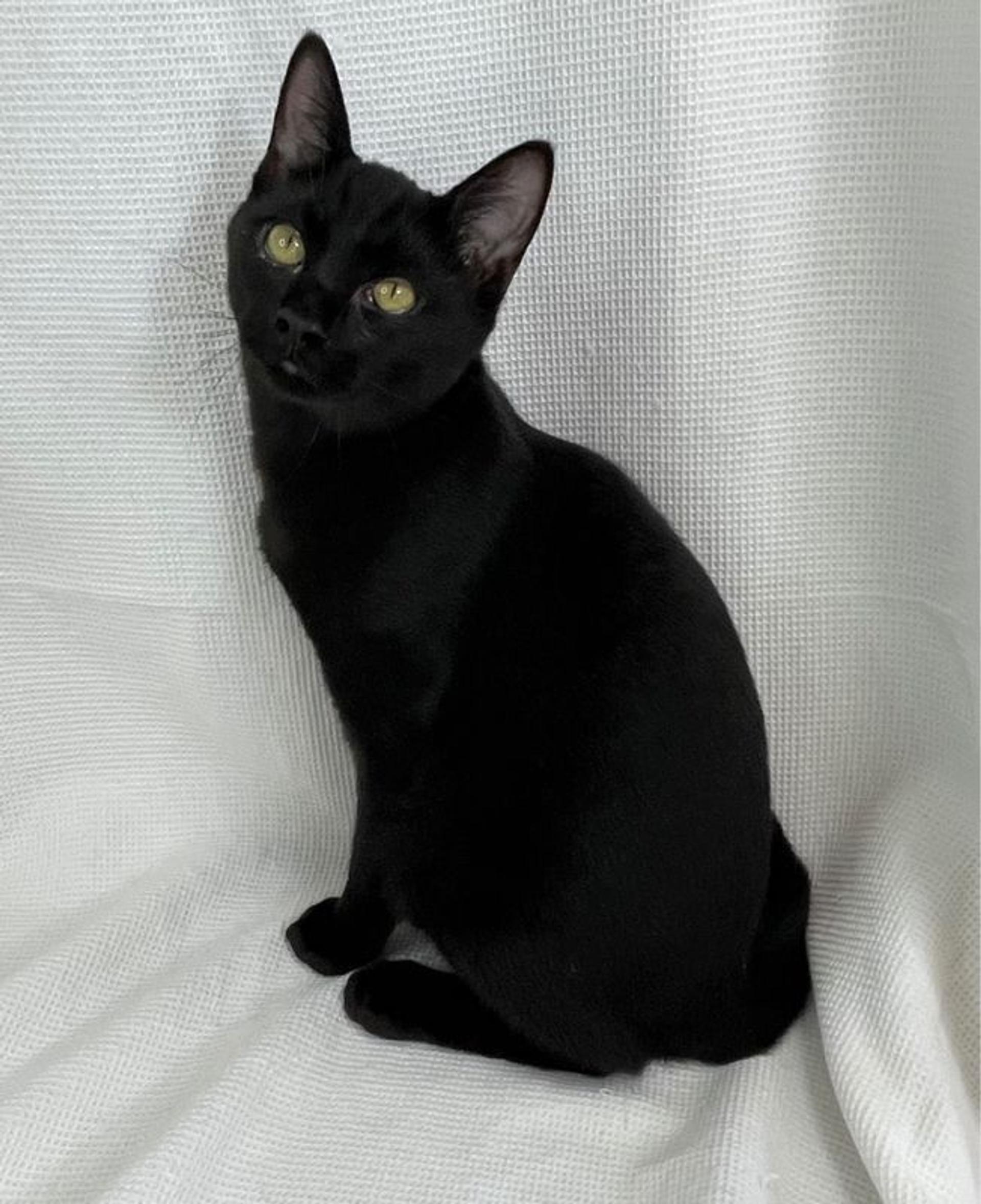 pet-image-4