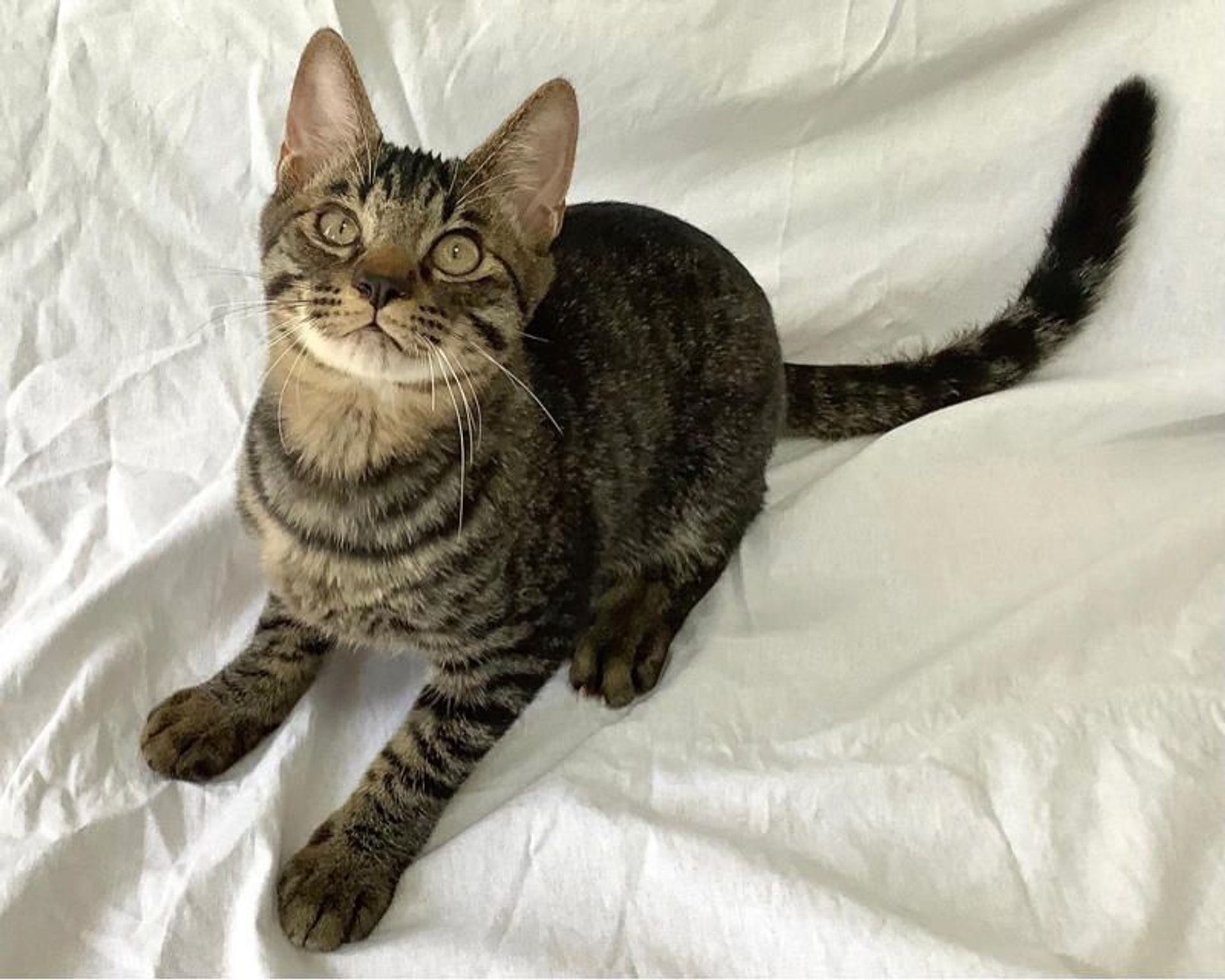 雑種（ミックス猫）・オスの里親募集の写真
