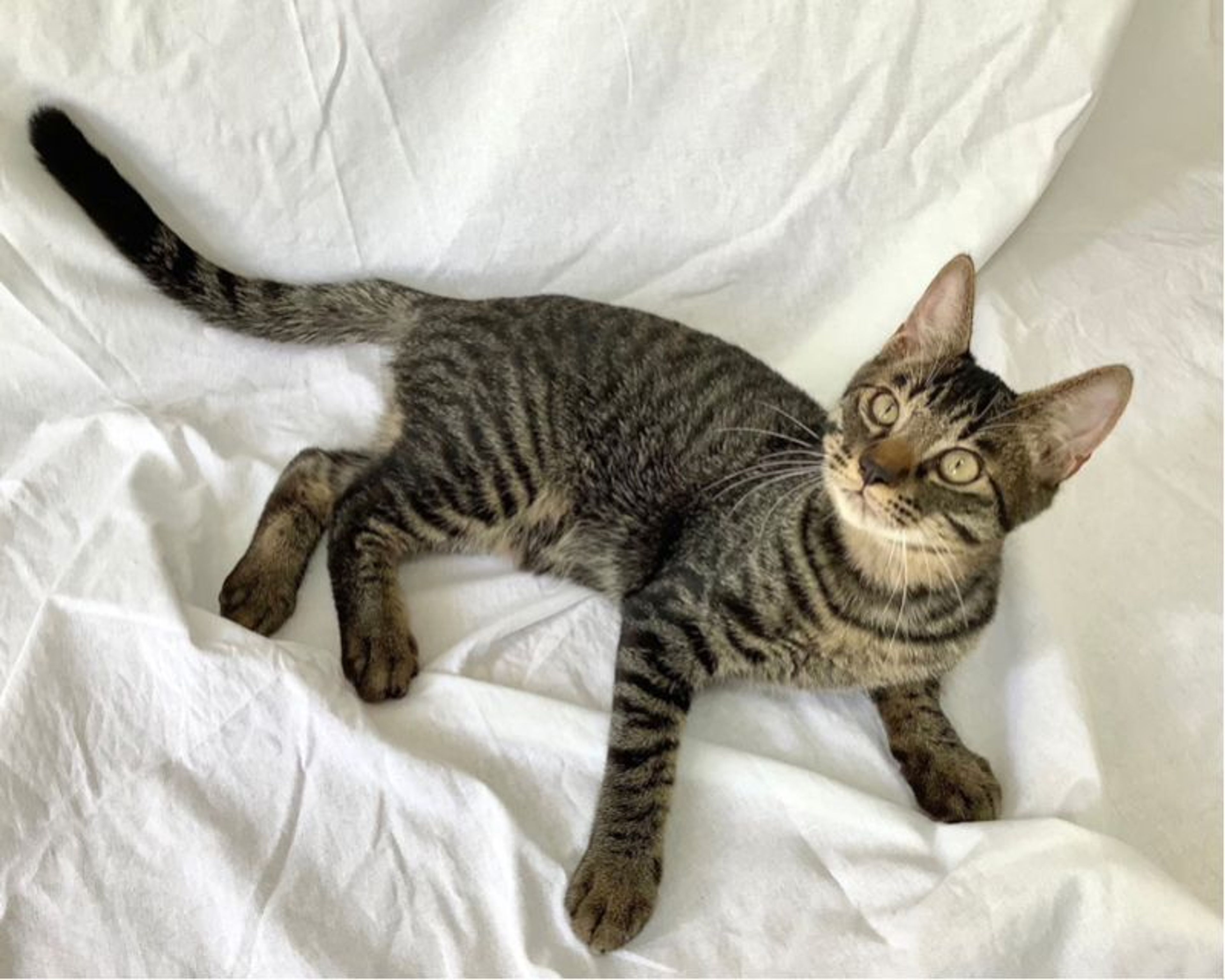 pet-image-4