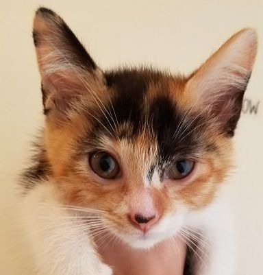 きなこちゃんの写真