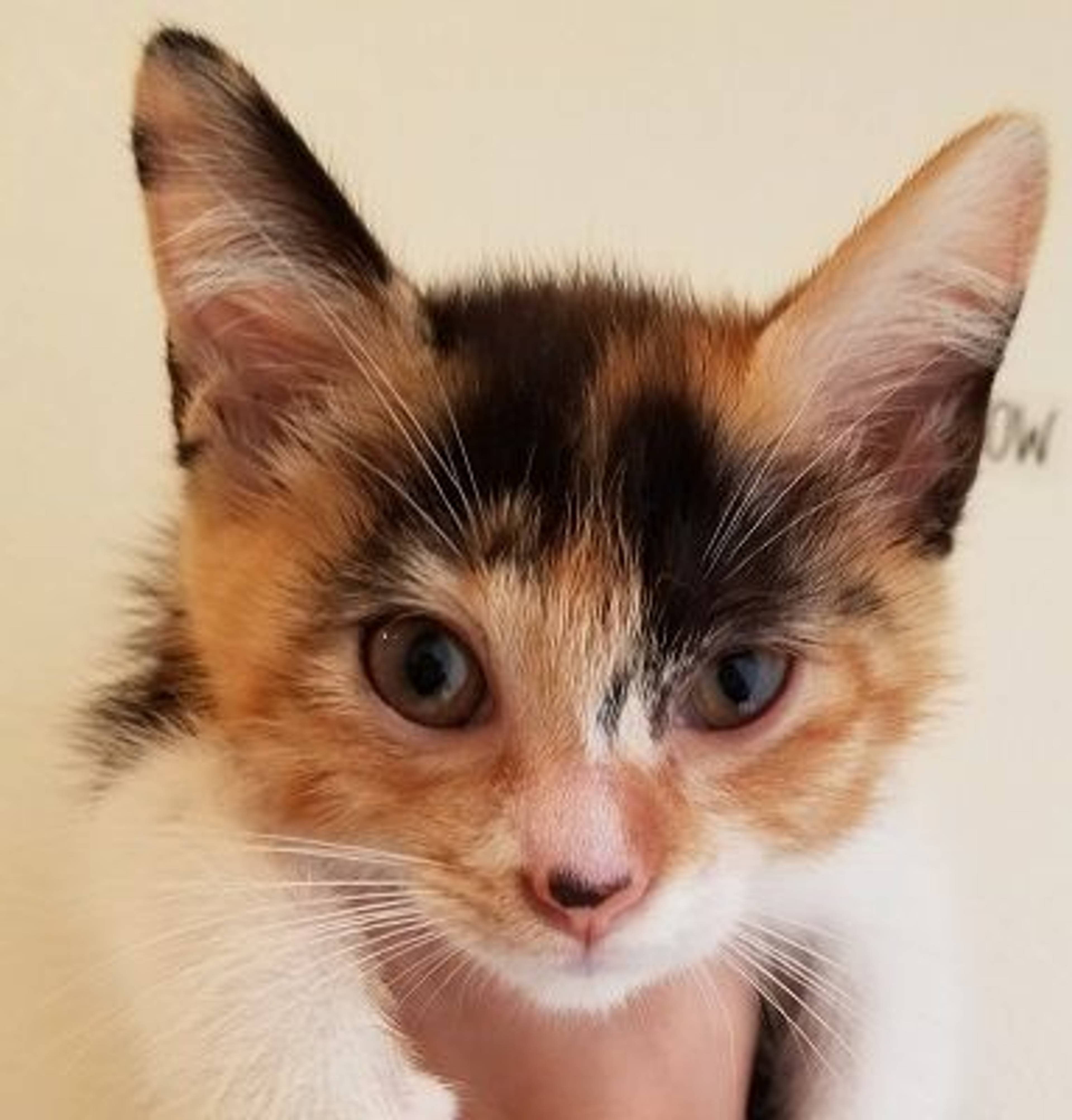 雑種（ミックス猫）・メスの里親募集の写真