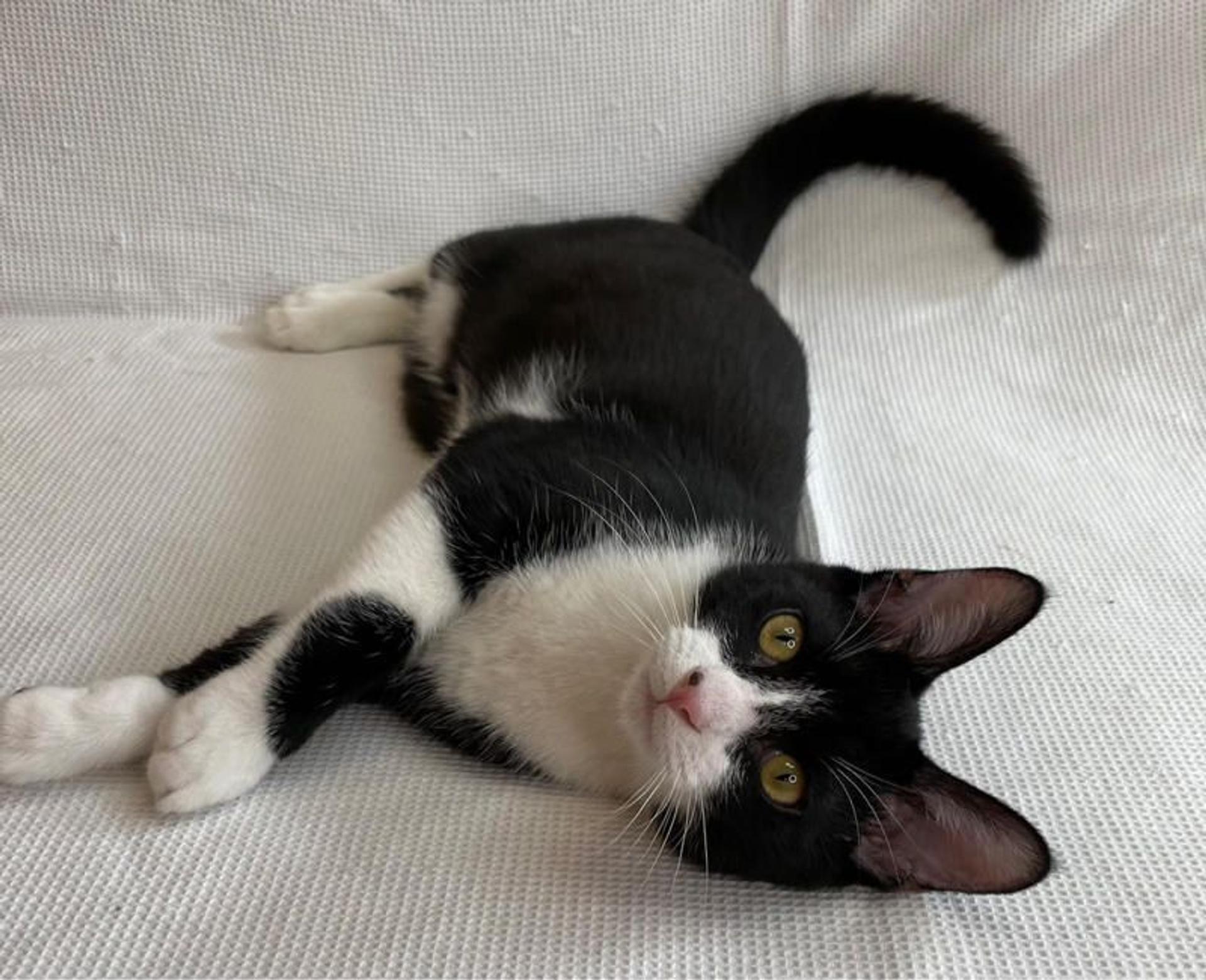 pet-image-3