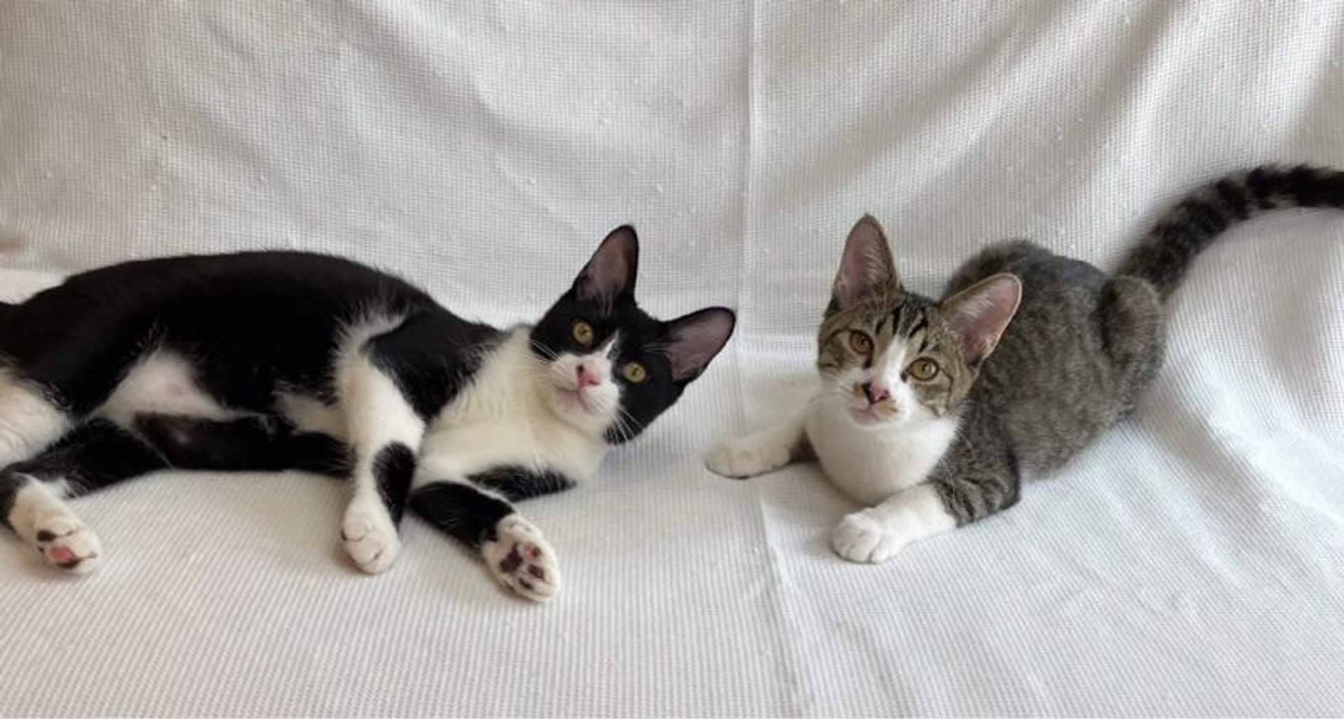 pet-image-5