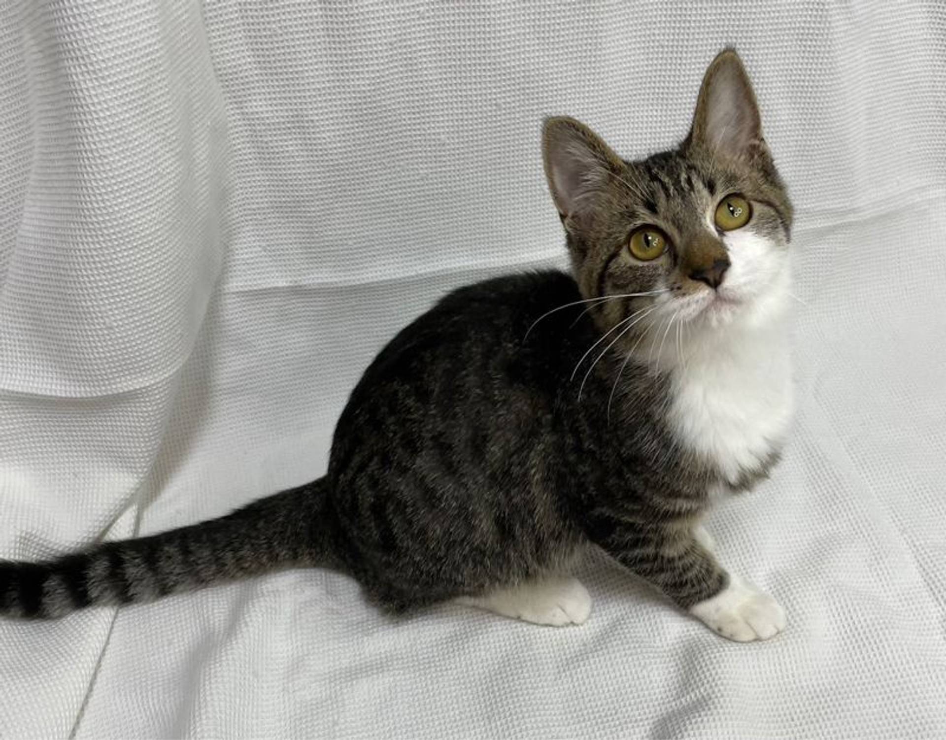 雑種（ミックス猫）・オスの里親募集の写真