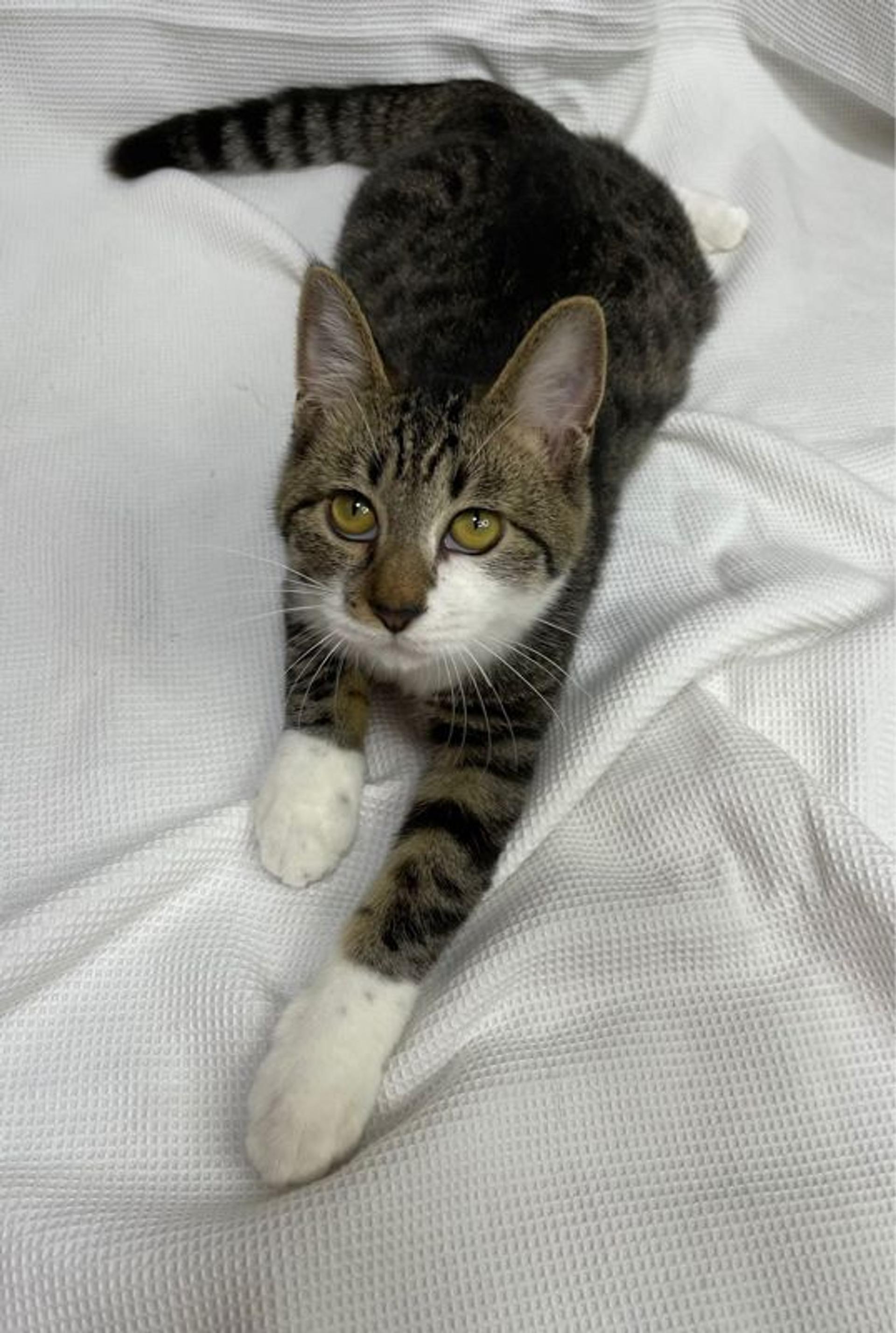 pet-image-4