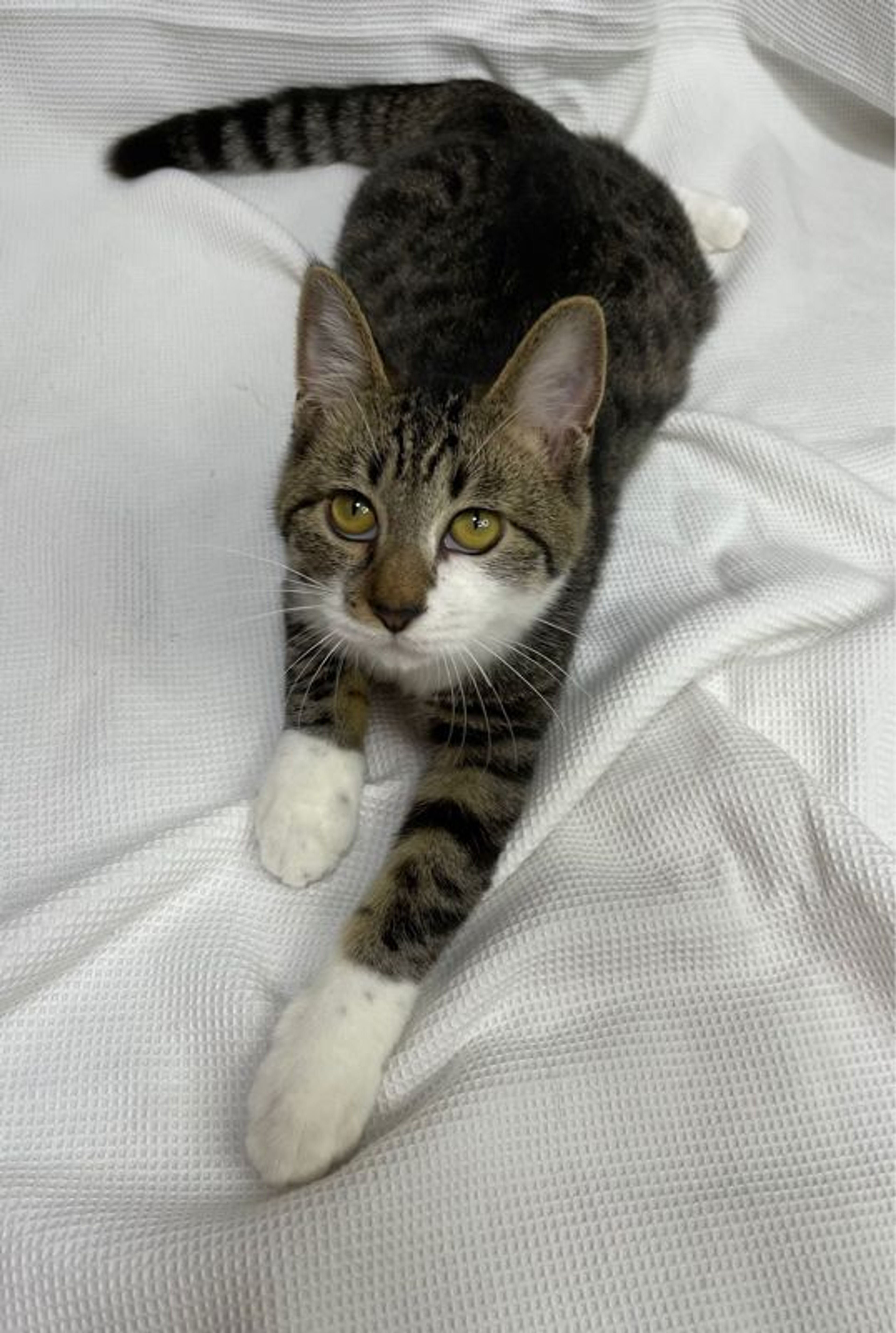 pet-image-4