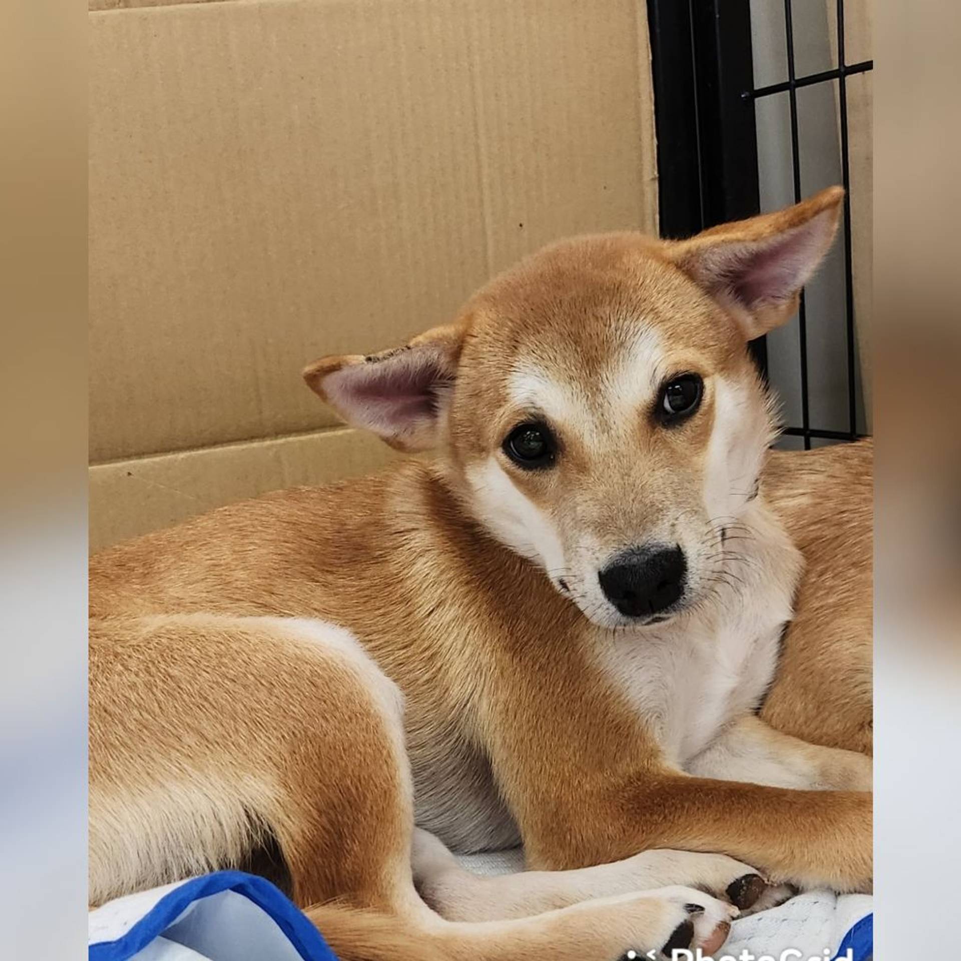 雑種（ミックス犬）・オスの里親募集の写真