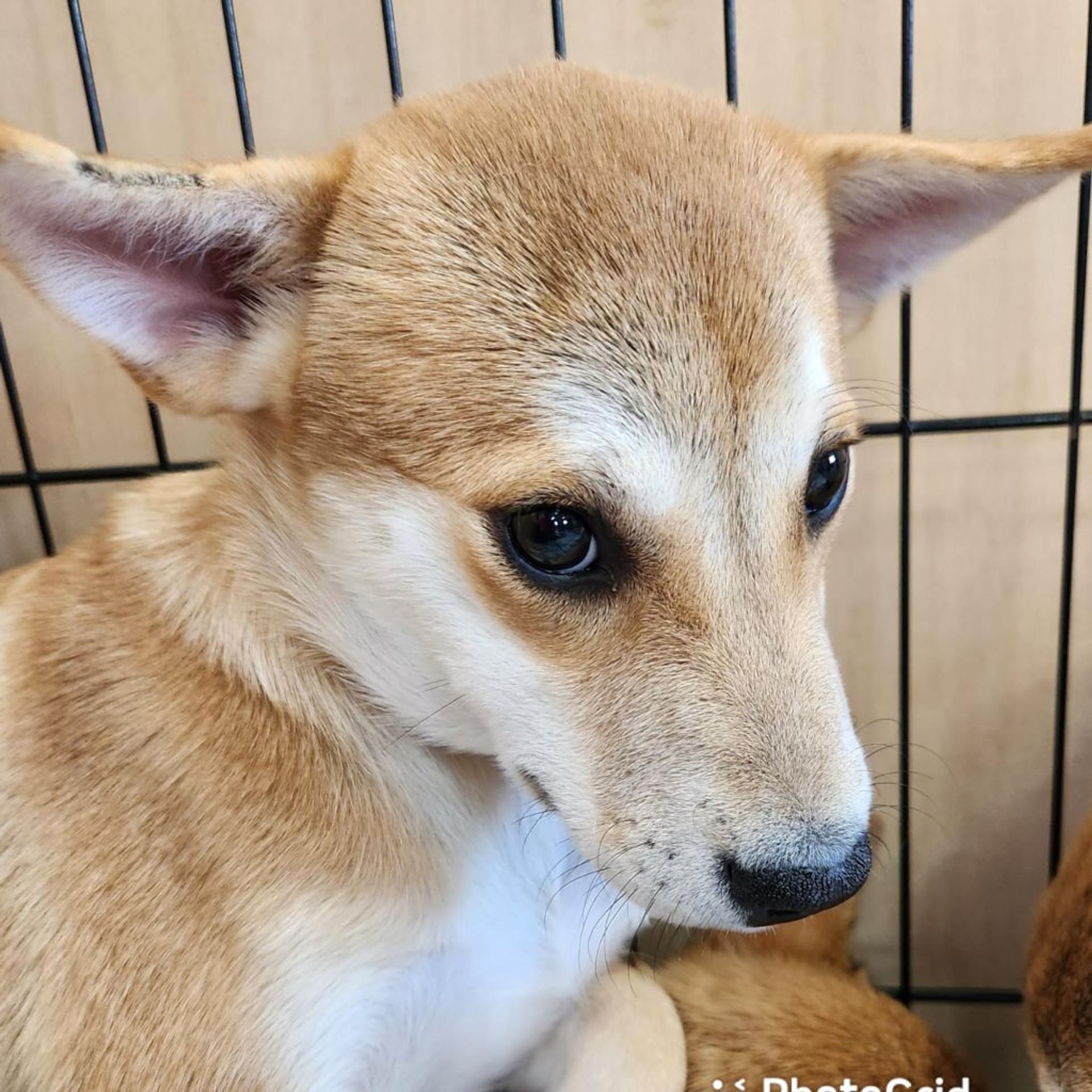 pet-image-2