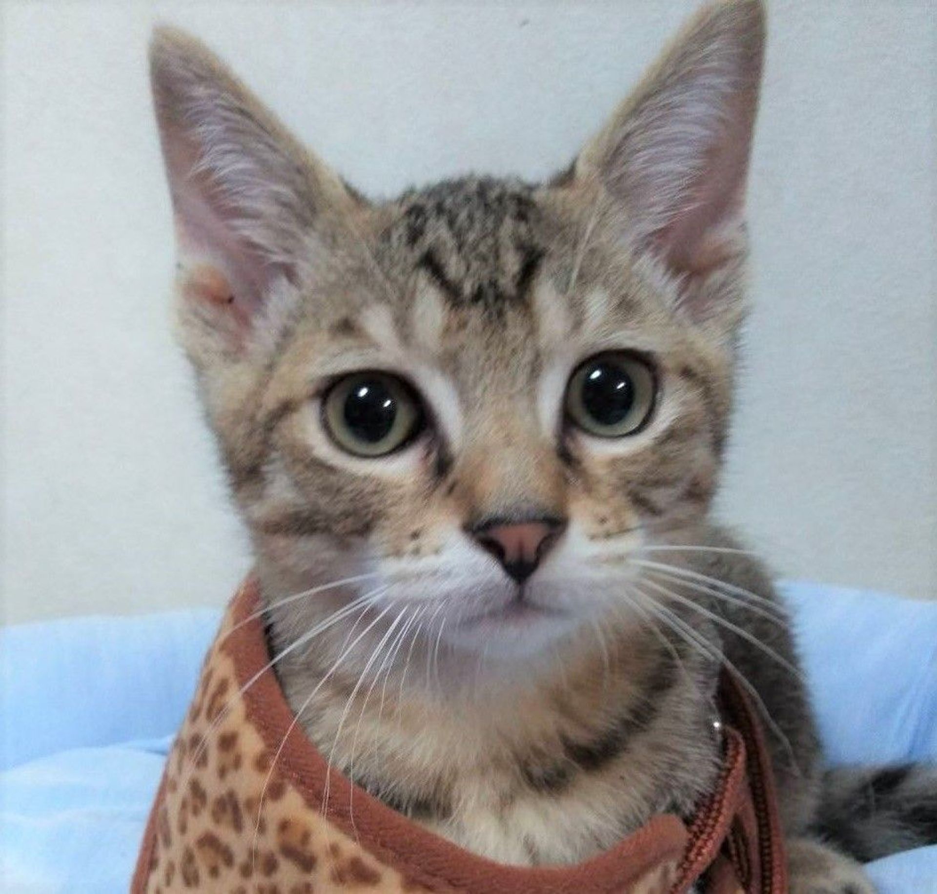 雑種（ミックス猫）・オスの里親募集の写真