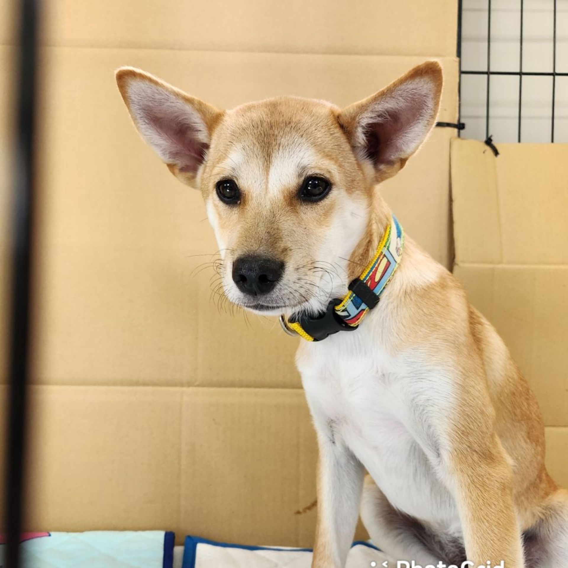 雑種（ミックス犬）・メスの里親募集の写真