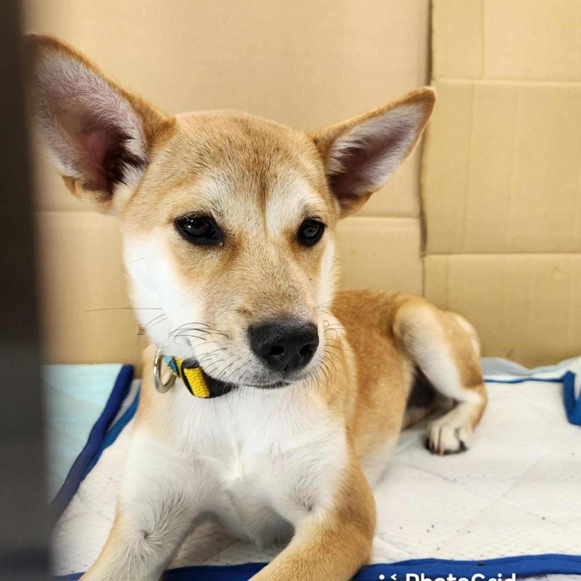 pet-image-2