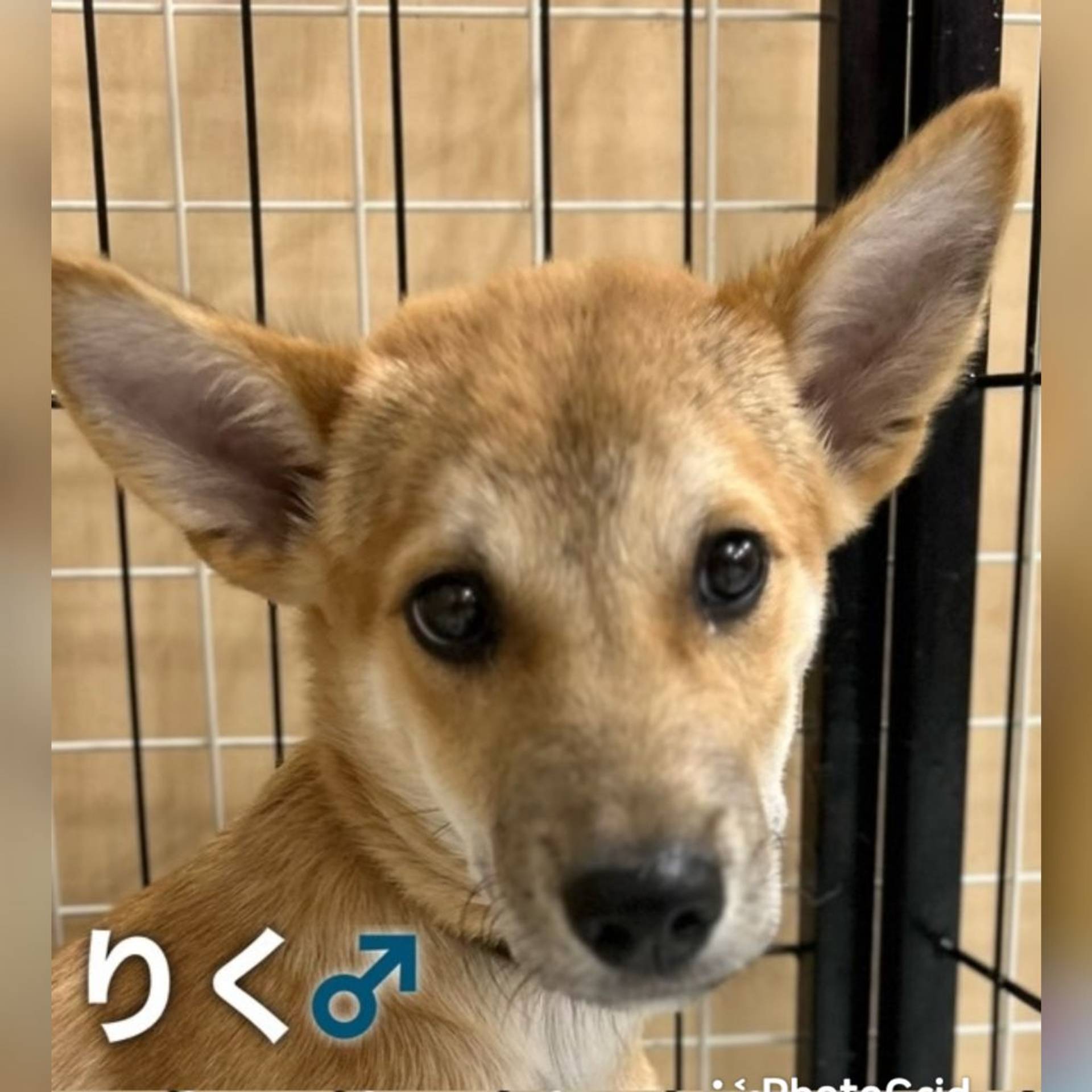 雑種（ミックス犬）・オスの里親募集の写真