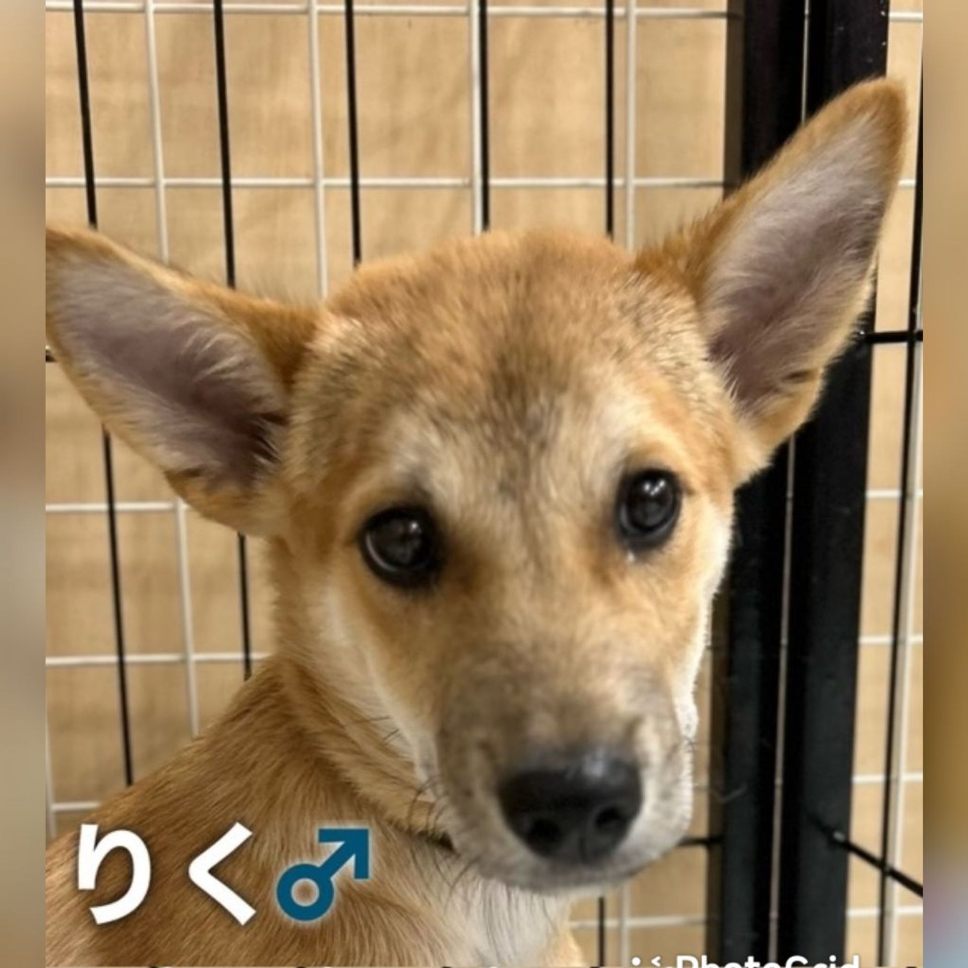 雑種（ミックス犬）・オスの里親募集の写真