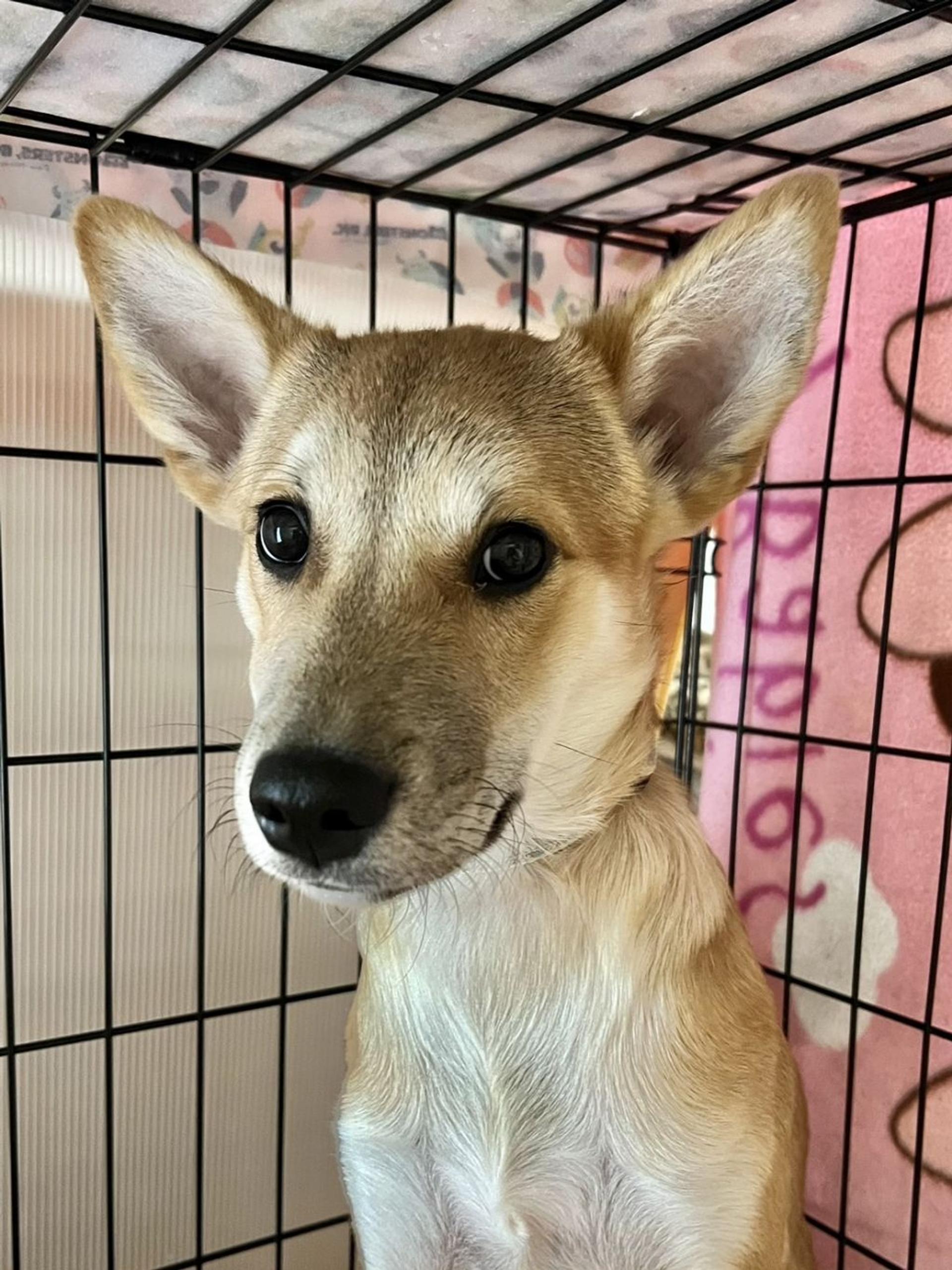 pet-image-2