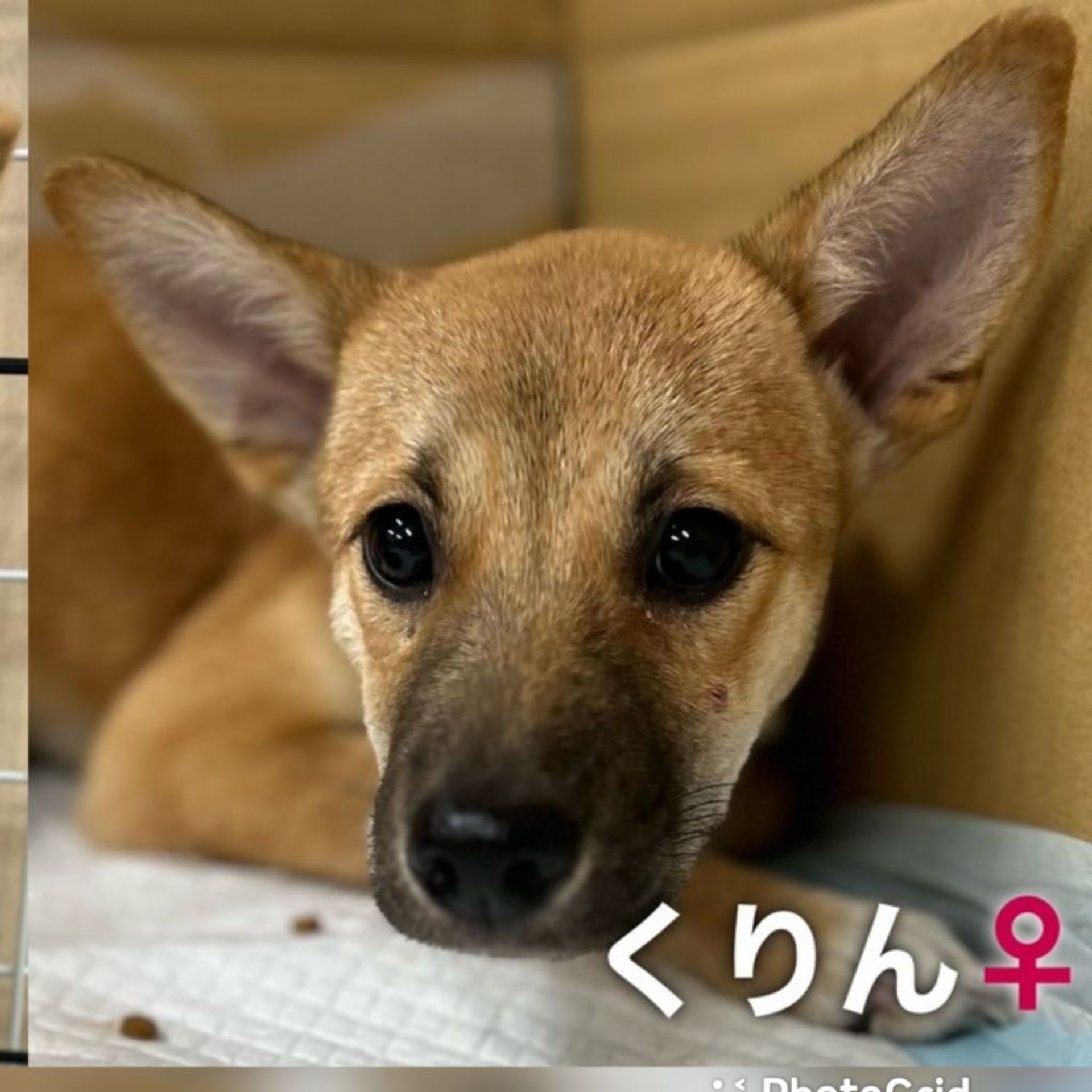 雑種（ミックス犬）・メスの里親募集の写真