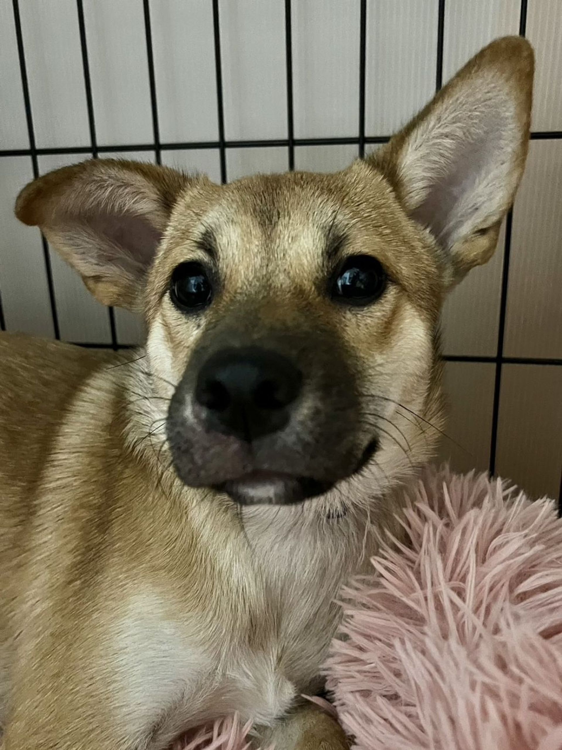 雑種（ミックス犬）・メスの里親募集の写真