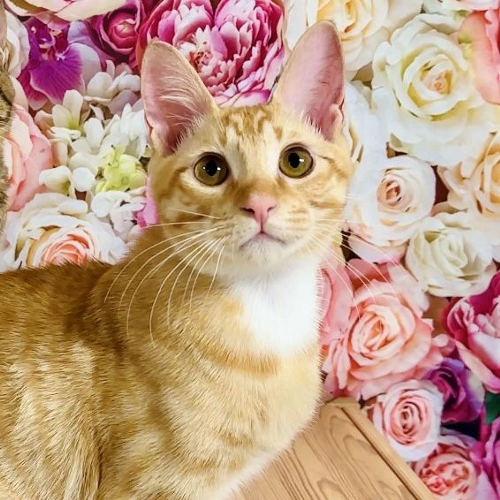 雑種（ミックス猫）・オスの里親募集の写真
