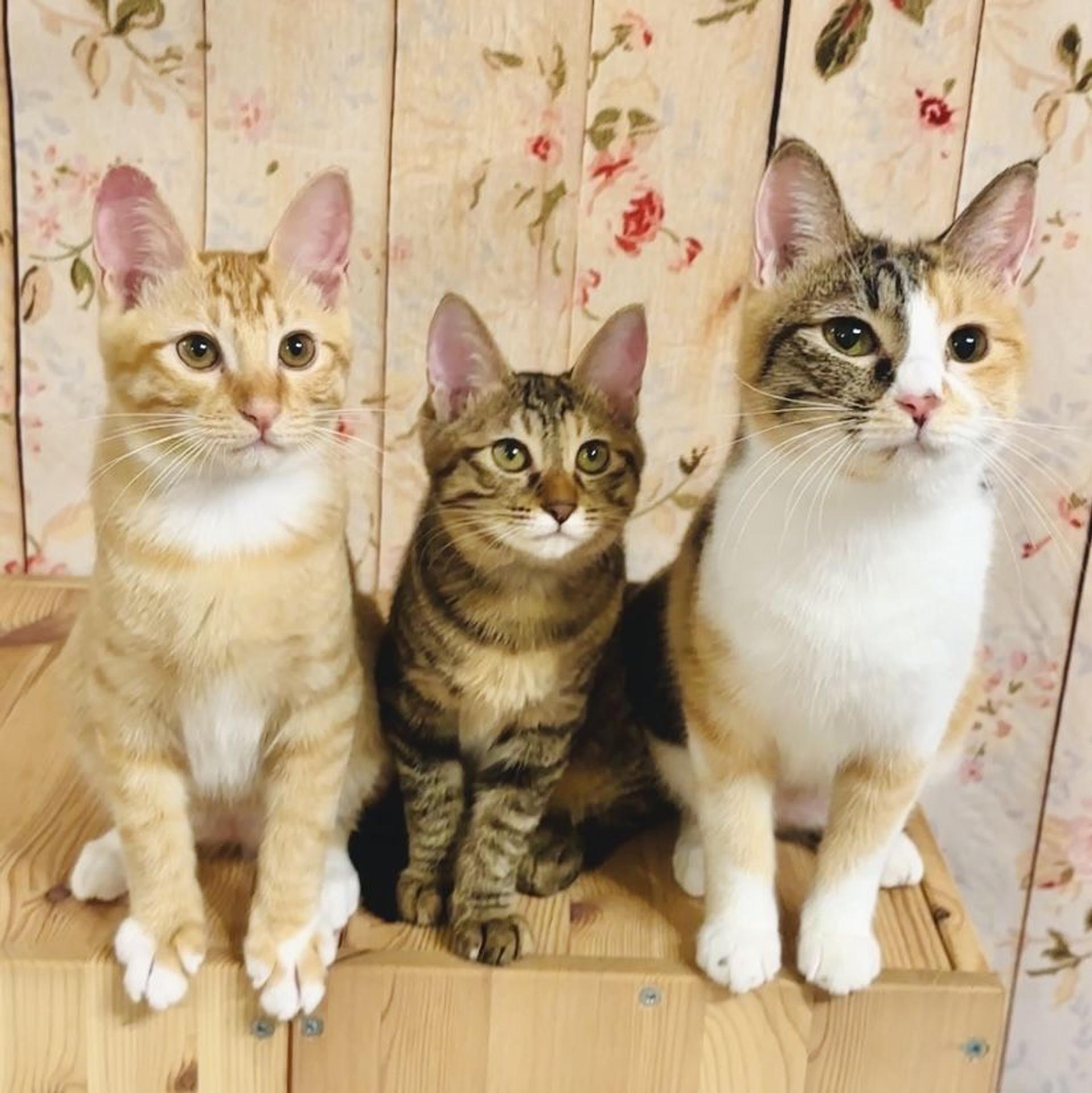pet-image-7