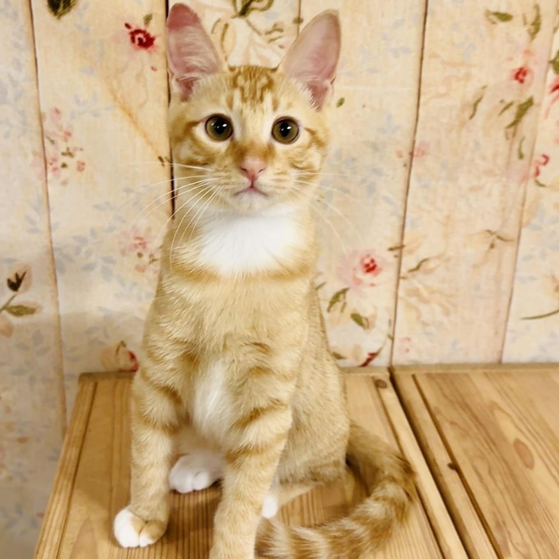 pet-image-8