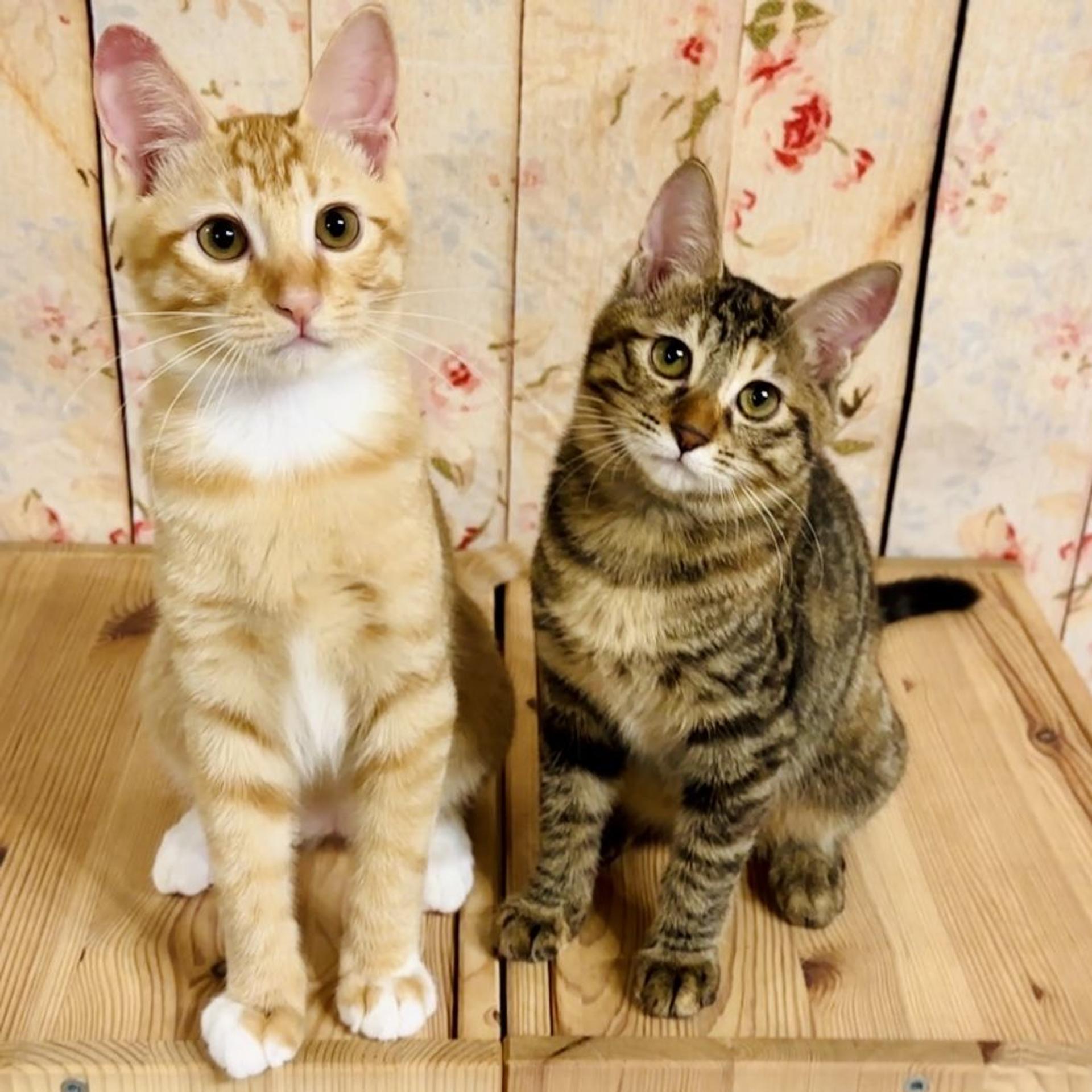 pet-image-9