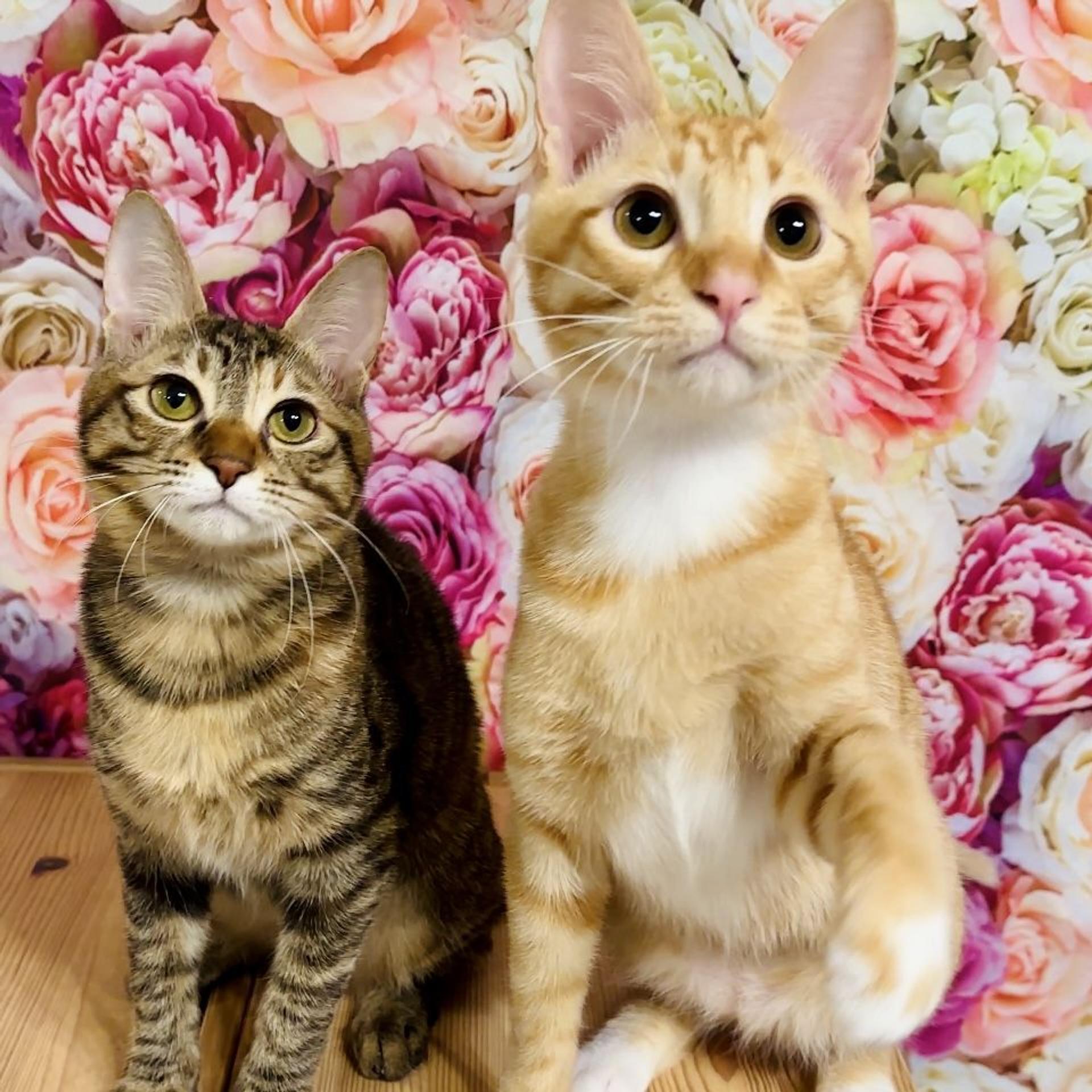pet-image-10