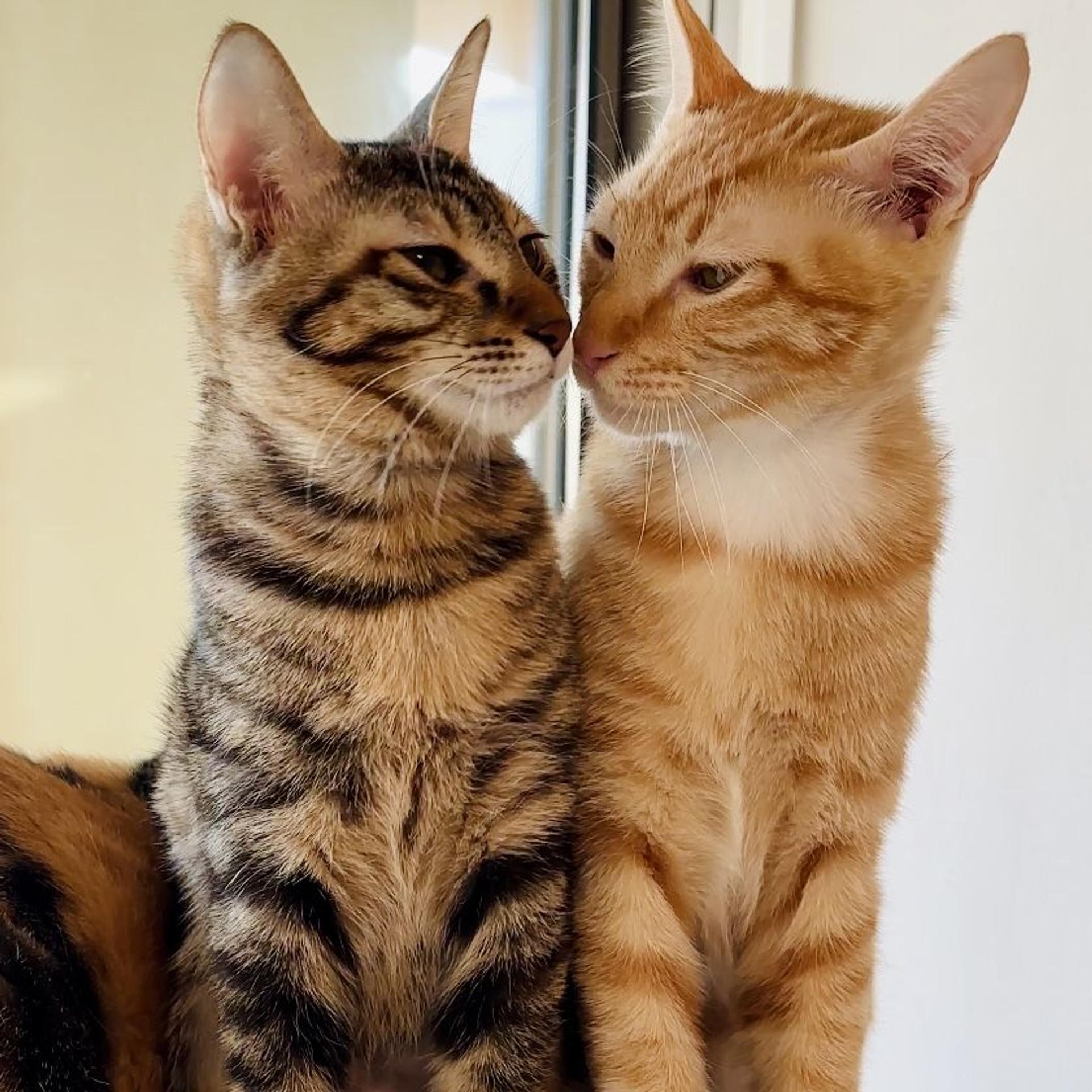 pet-image-3