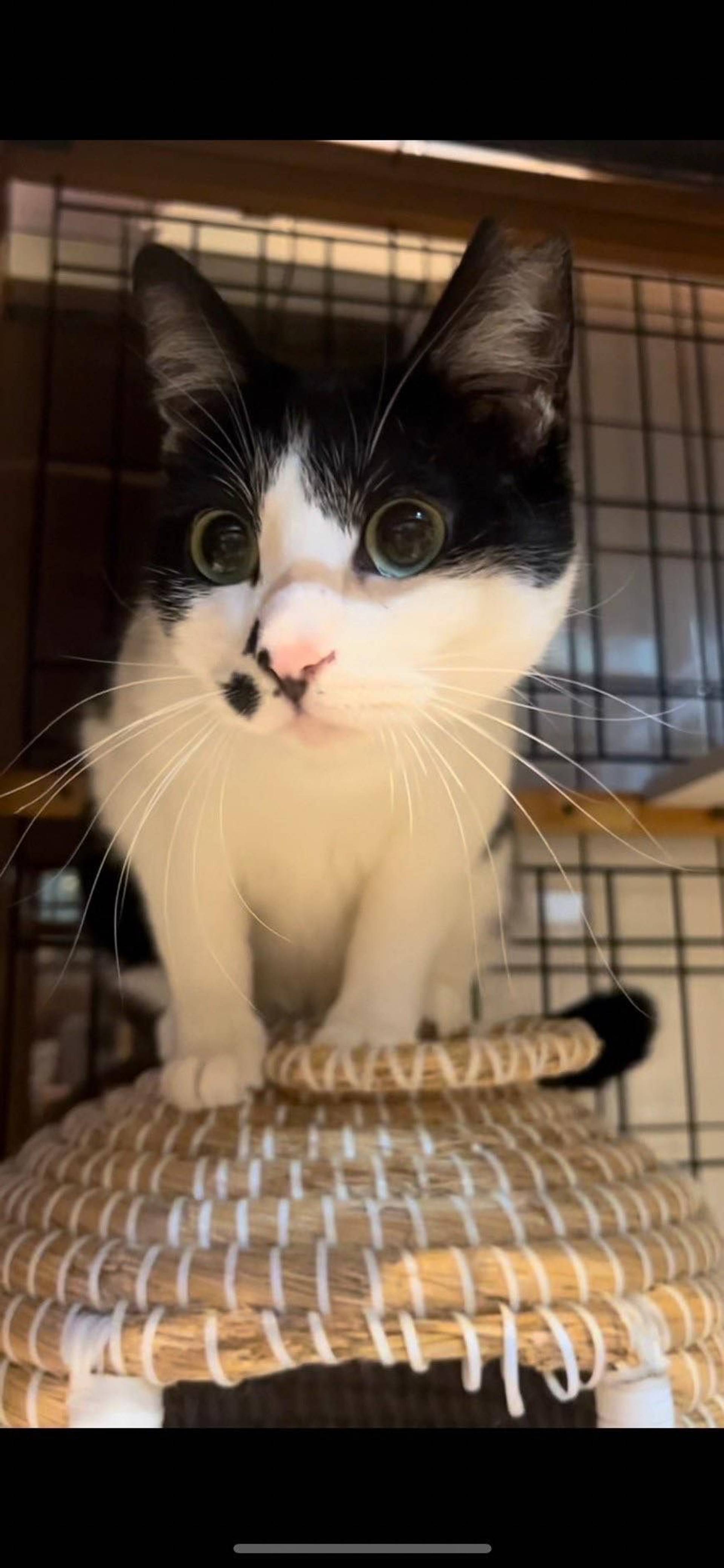 雑種（ミックス猫）・メスの里親募集の写真