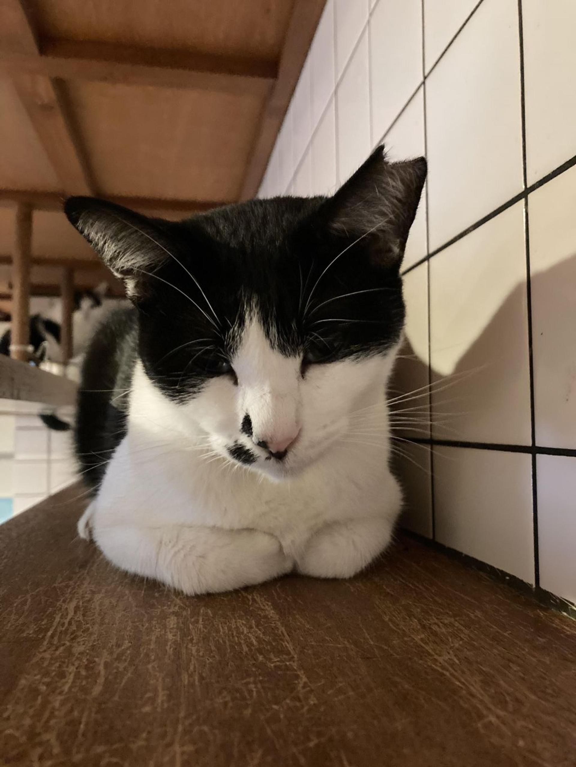 pet-image-2