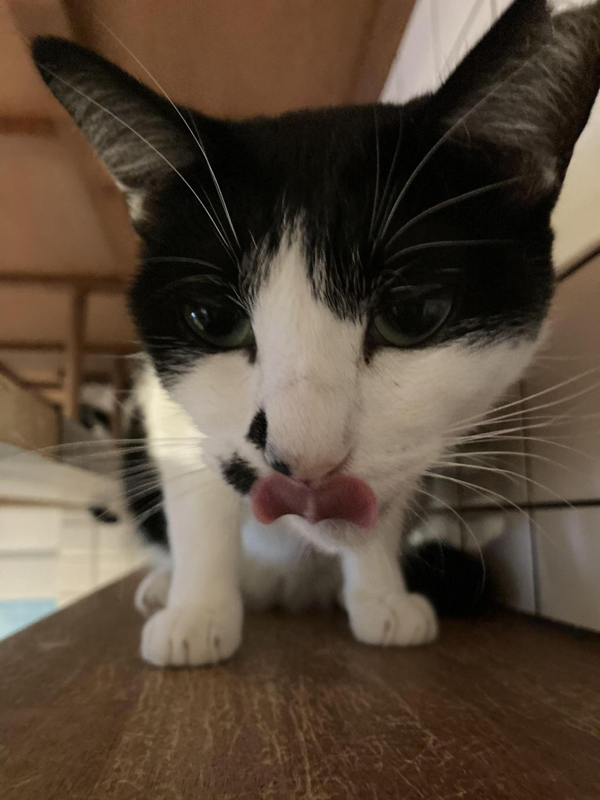 pet-image-3