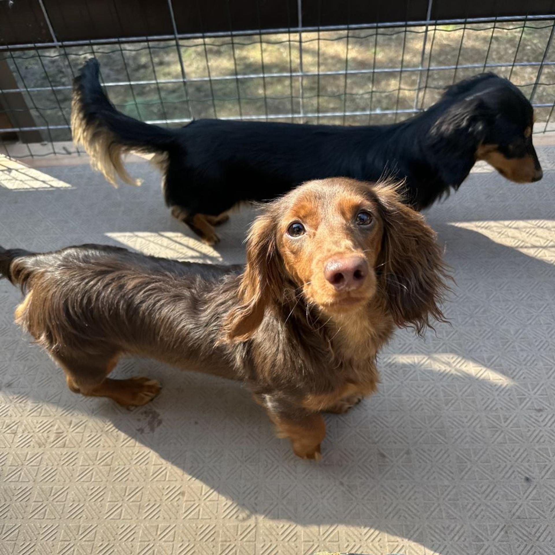 pet-image-4