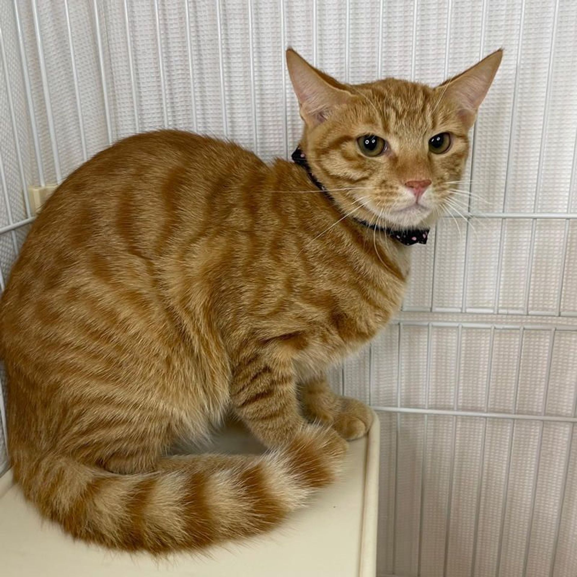 雑種（ミックス猫）・オスの里親募集の写真