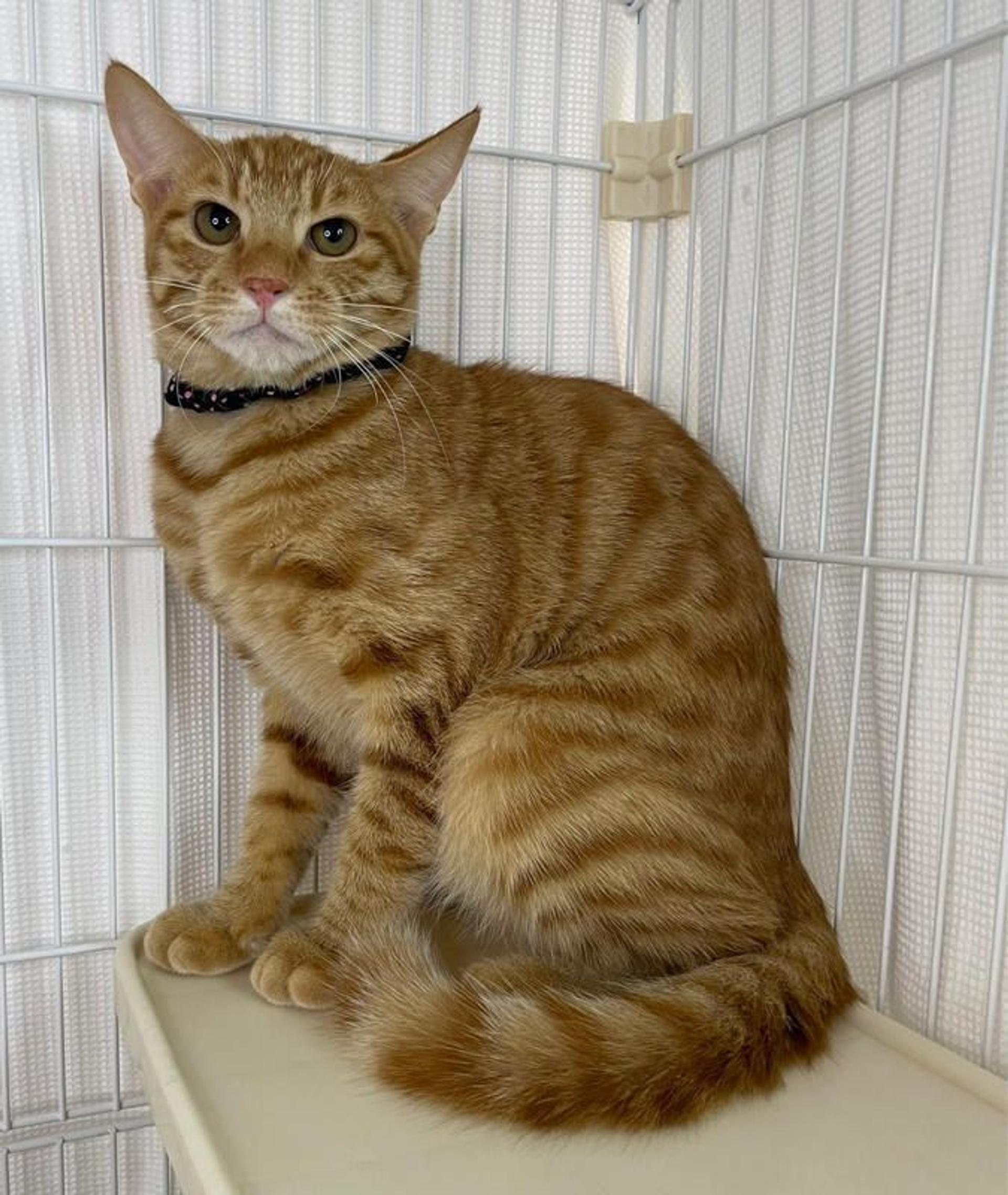 pet-image-2
