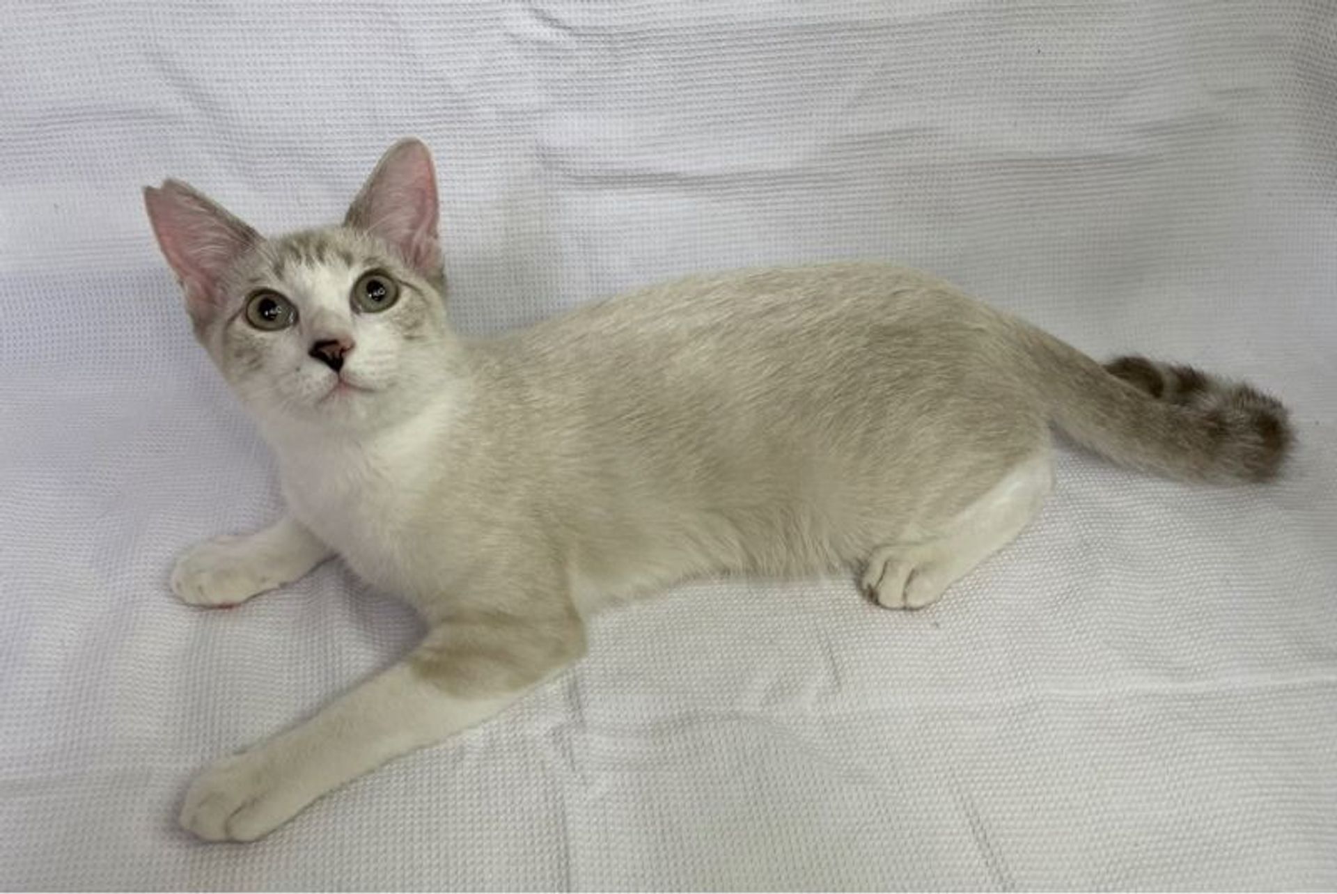 雑種（ミックス猫）・オスの里親募集の写真
