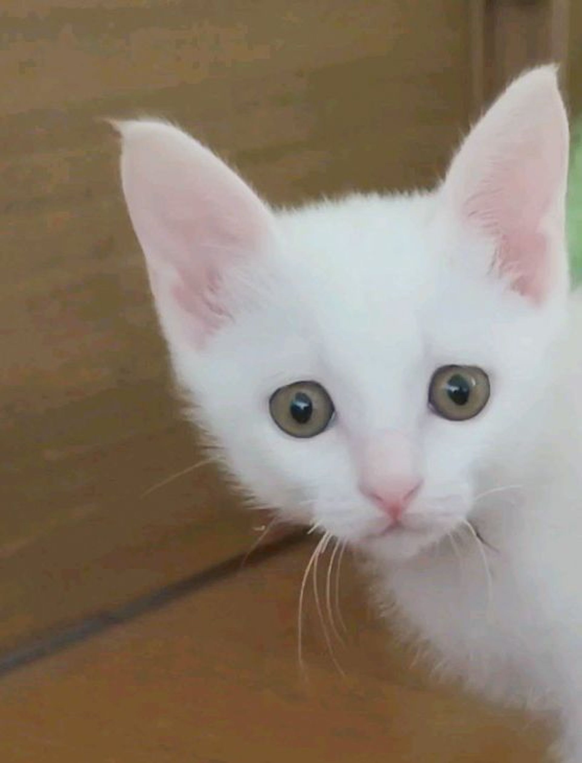 雑種（ミックス猫）・メスの里親募集の写真