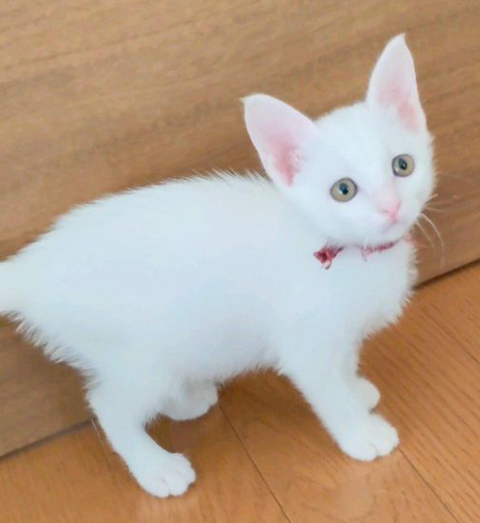 pet-image-2