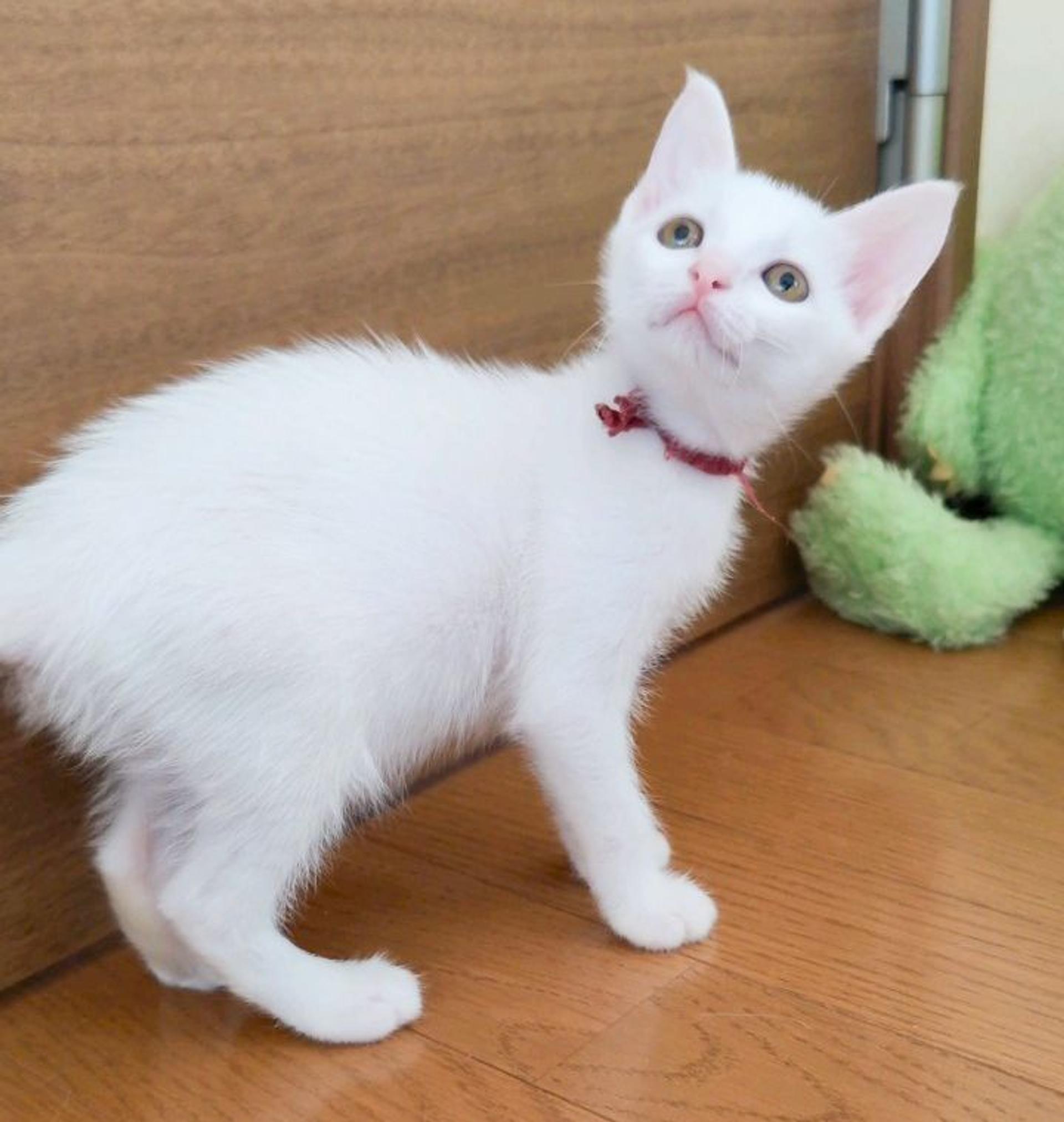 pet-image-3
