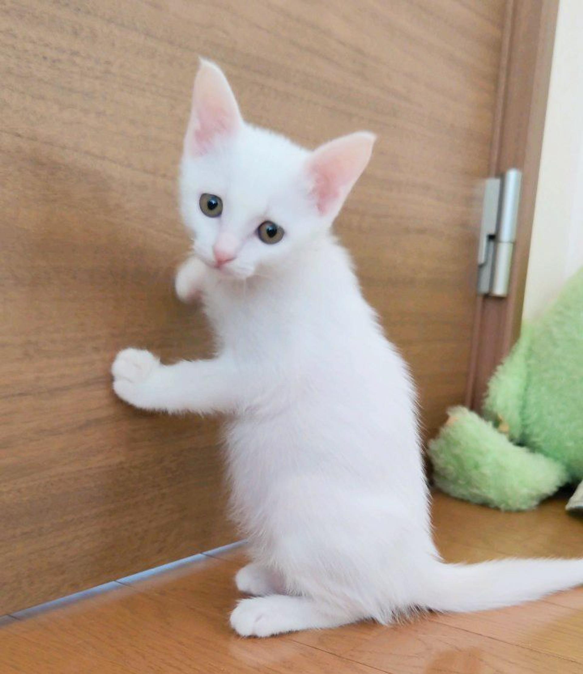 pet-image-4