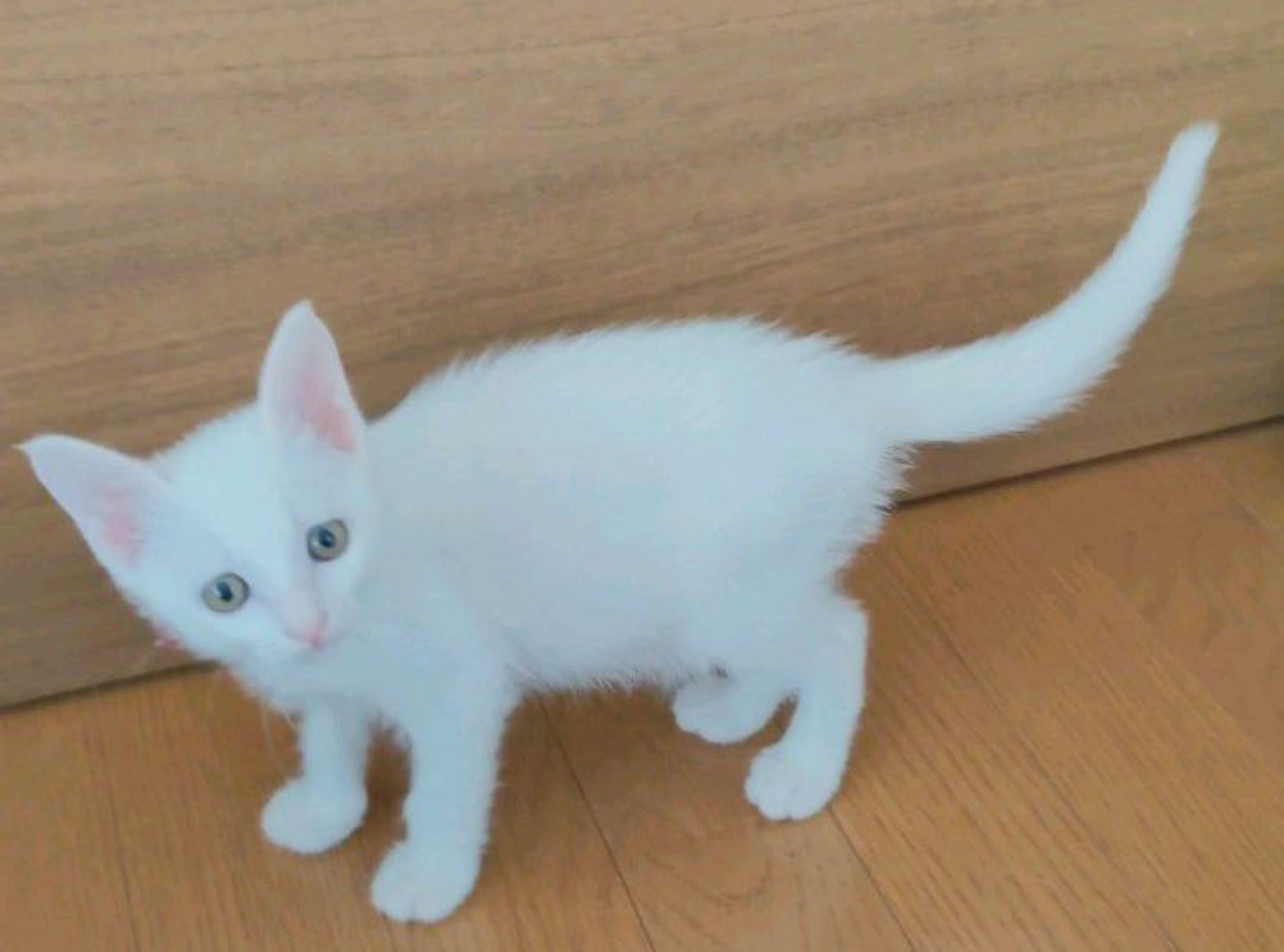 pet-image-5