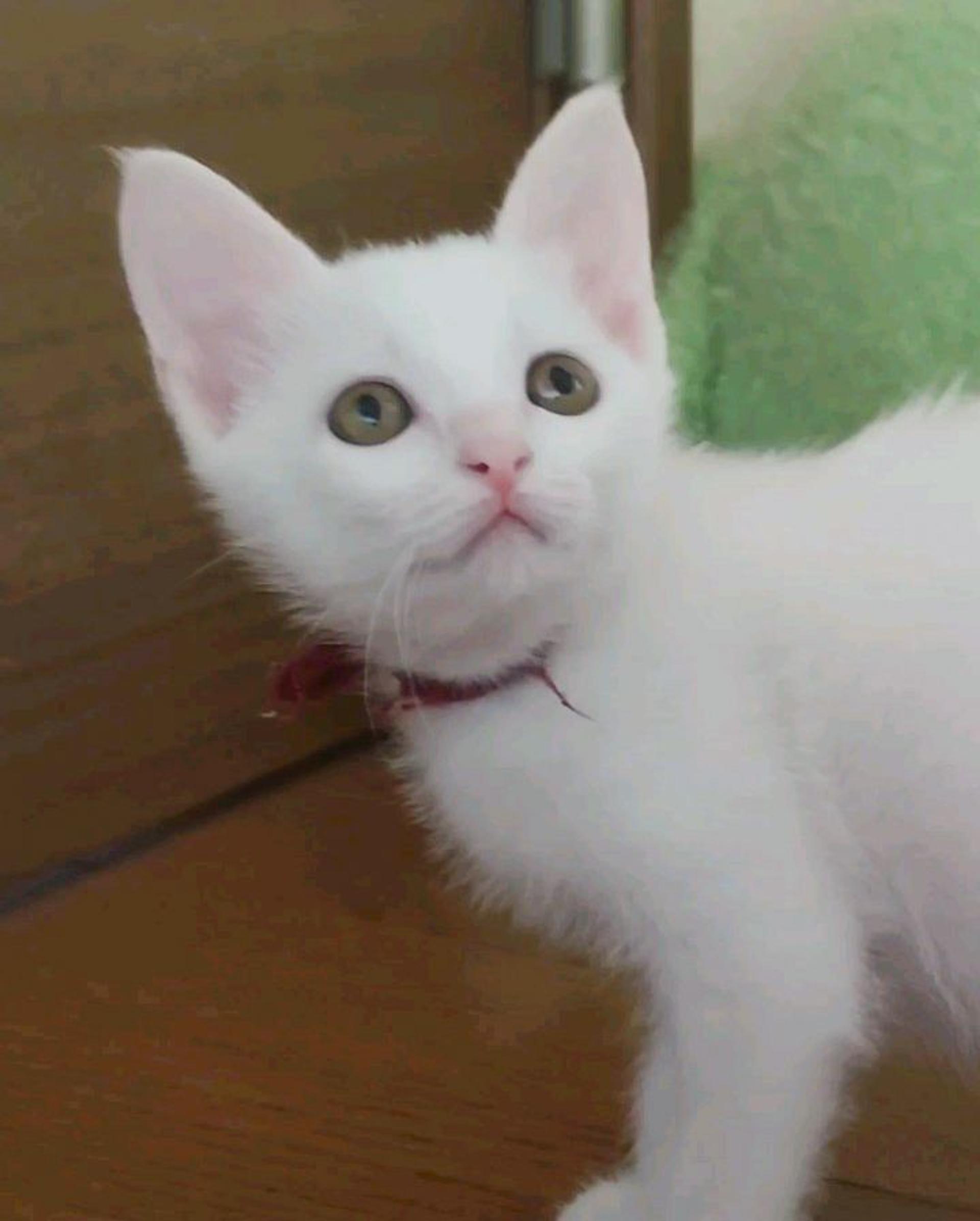 pet-image-6