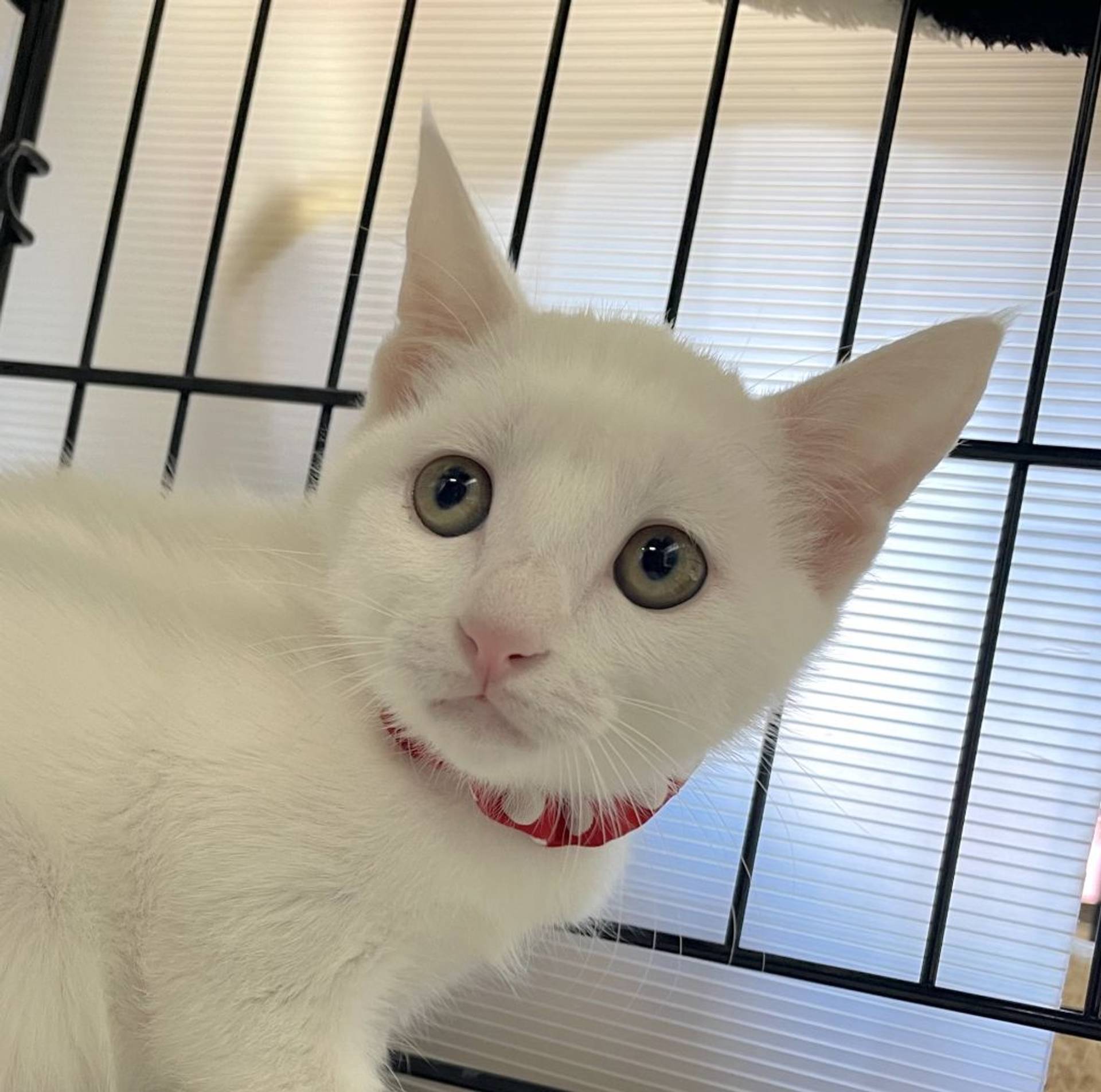 雑種（ミックス猫）・メスの里親募集の写真