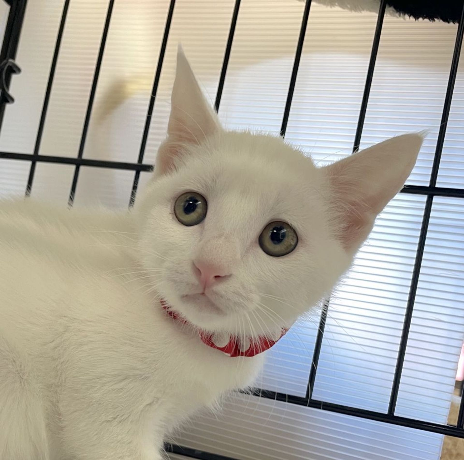 雑種（ミックス猫）・メスの里親募集の写真
