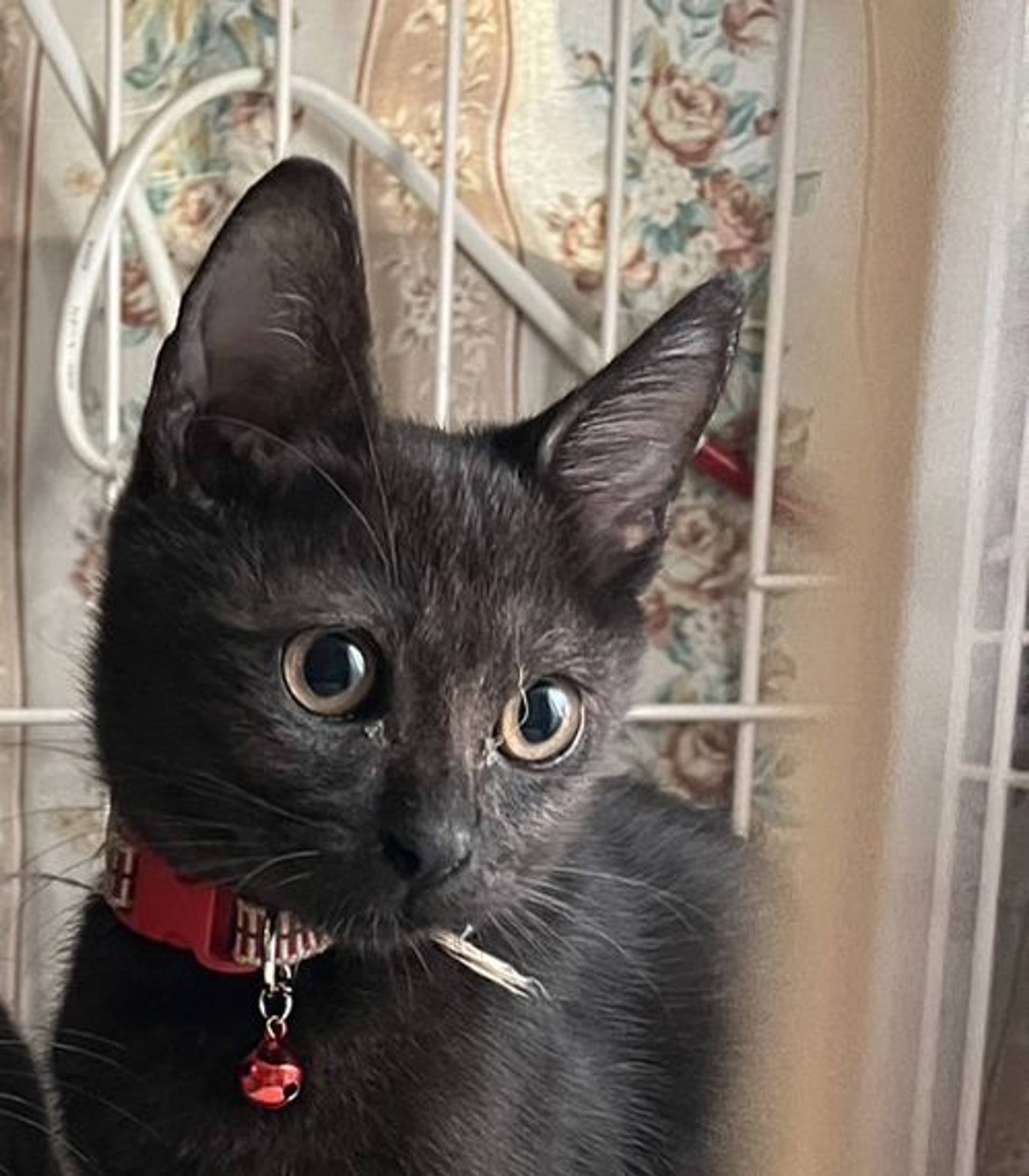 雑種（ミックス猫）・メスの里親募集の写真