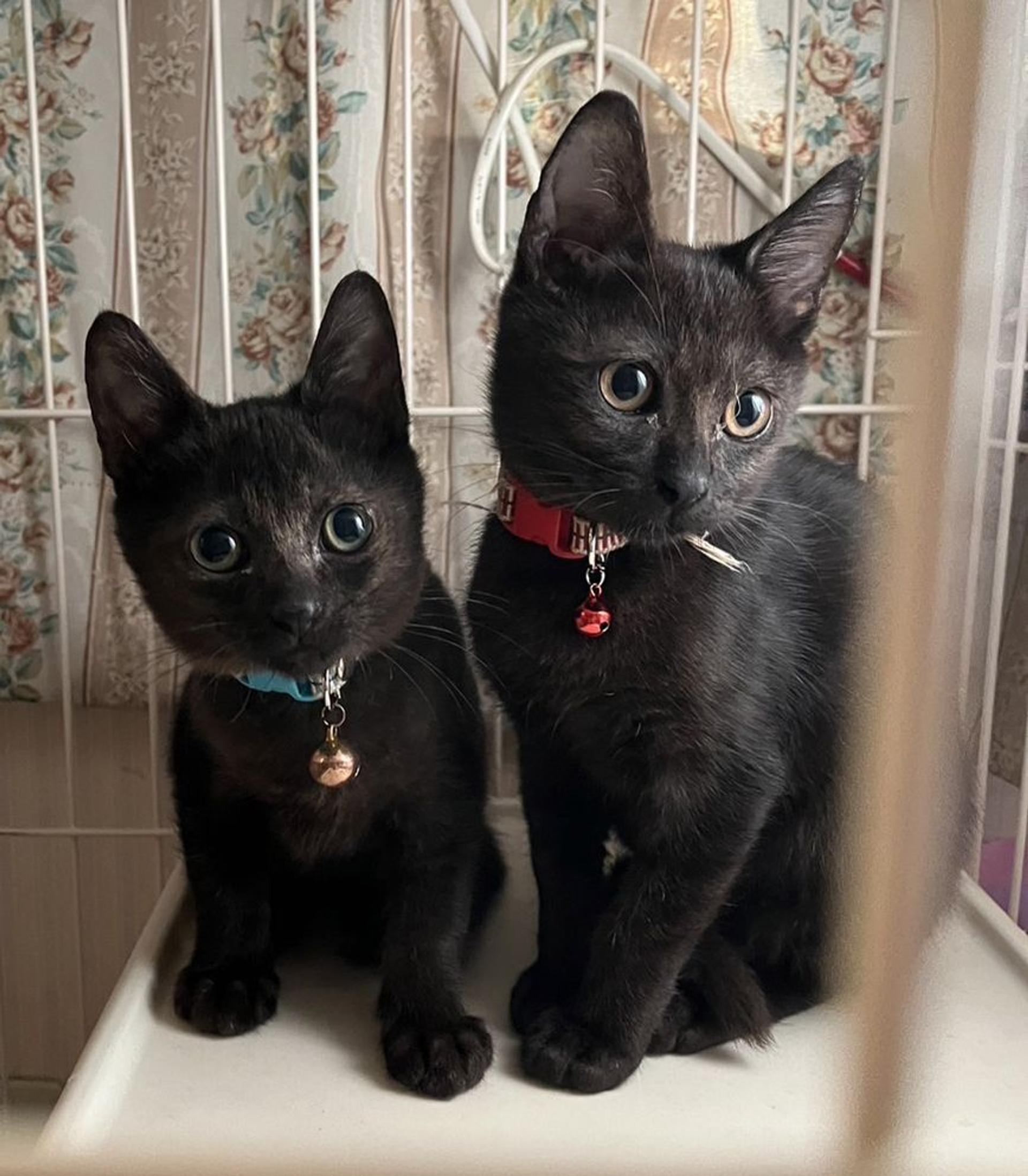 pet-image-4