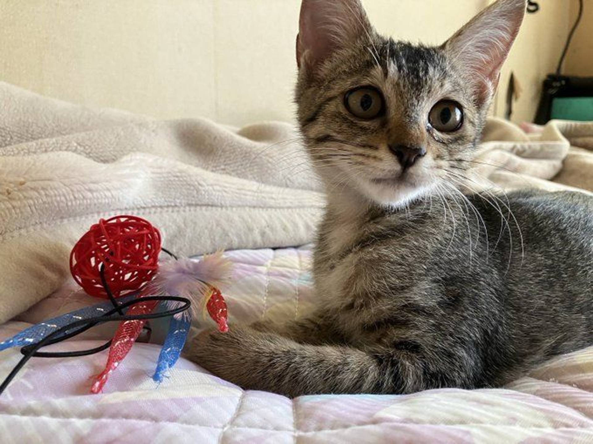 雑種（ミックス猫）・メスの里親募集の写真