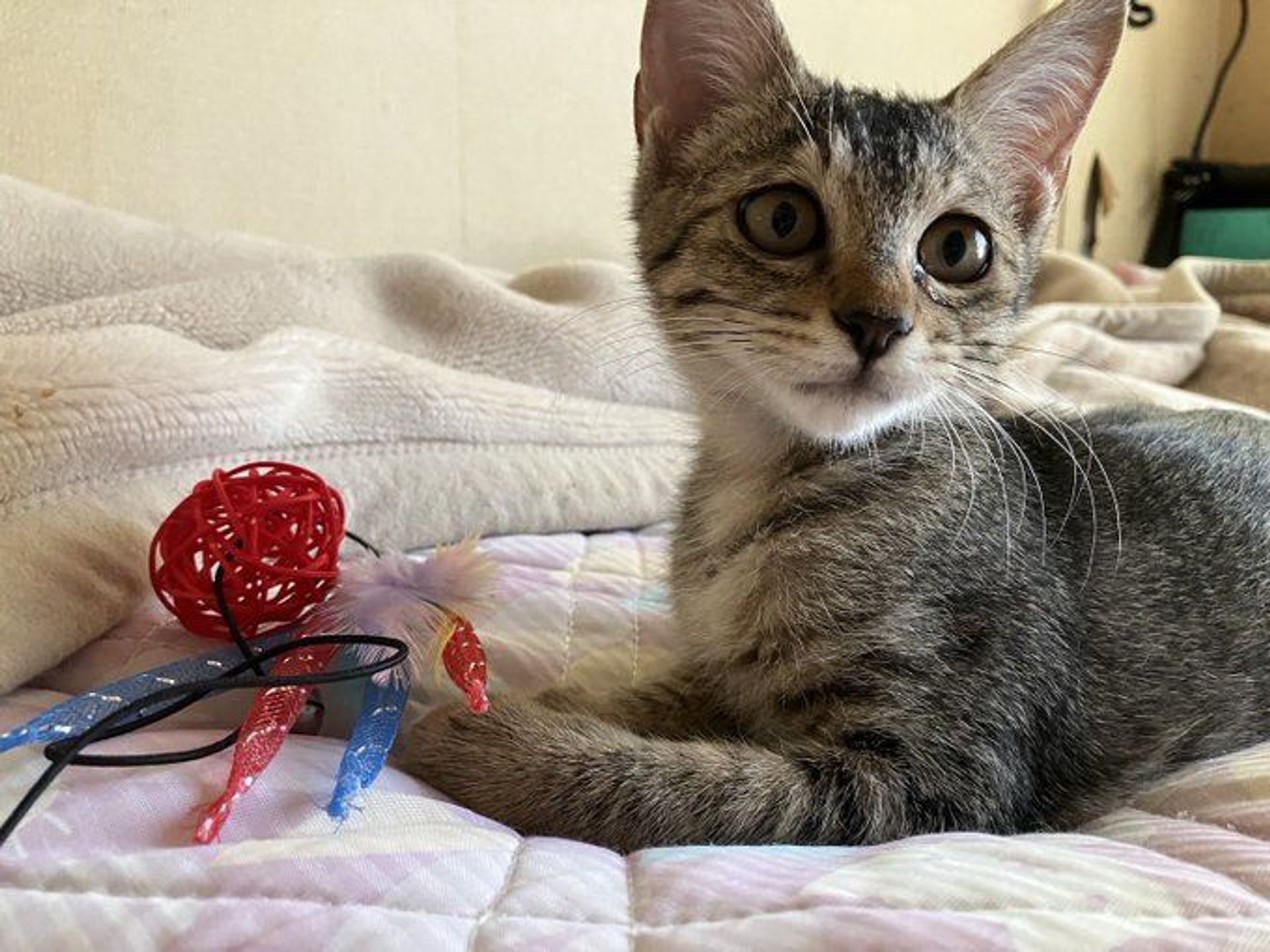 雑種（ミックス猫）・メスの里親募集の写真
