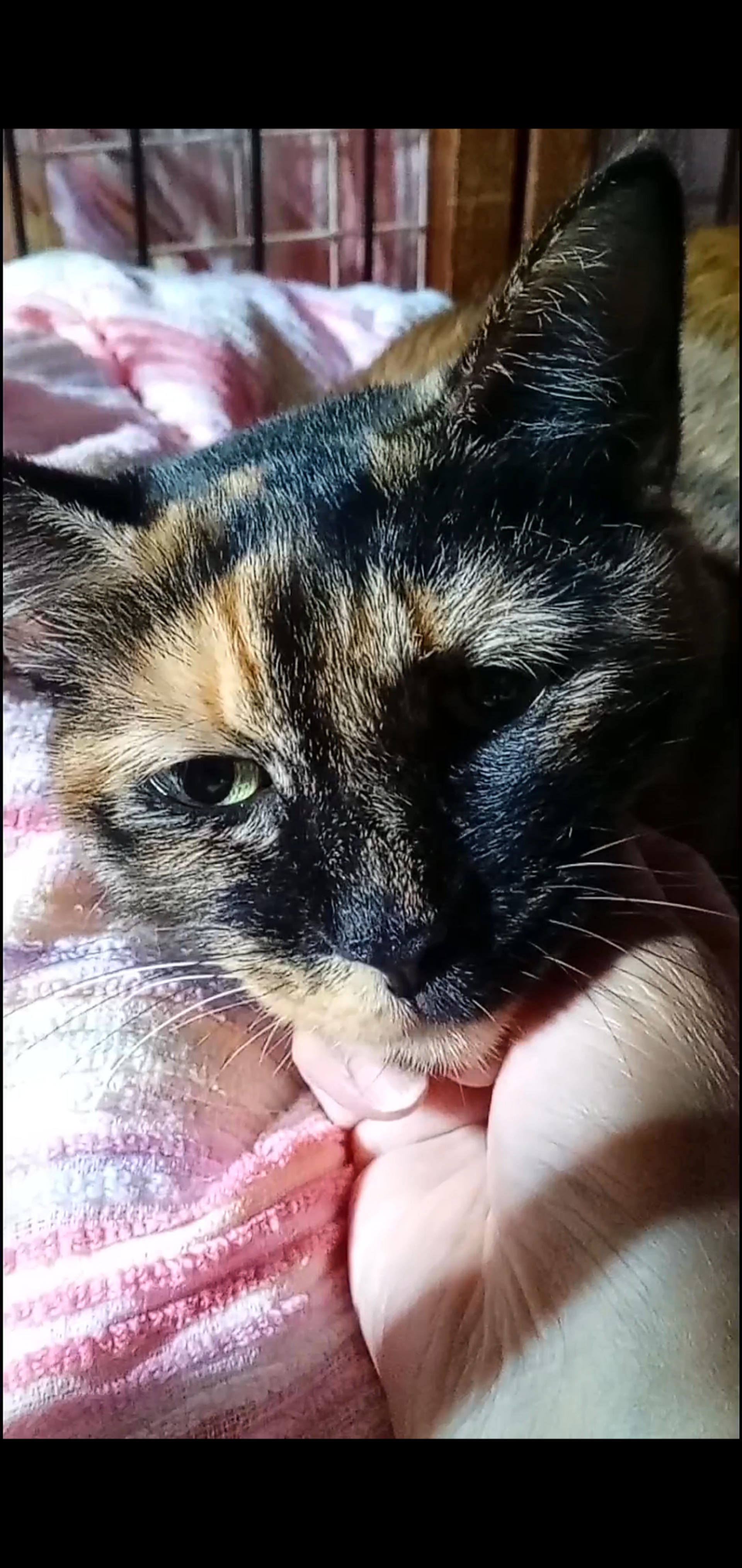 pet-image-4