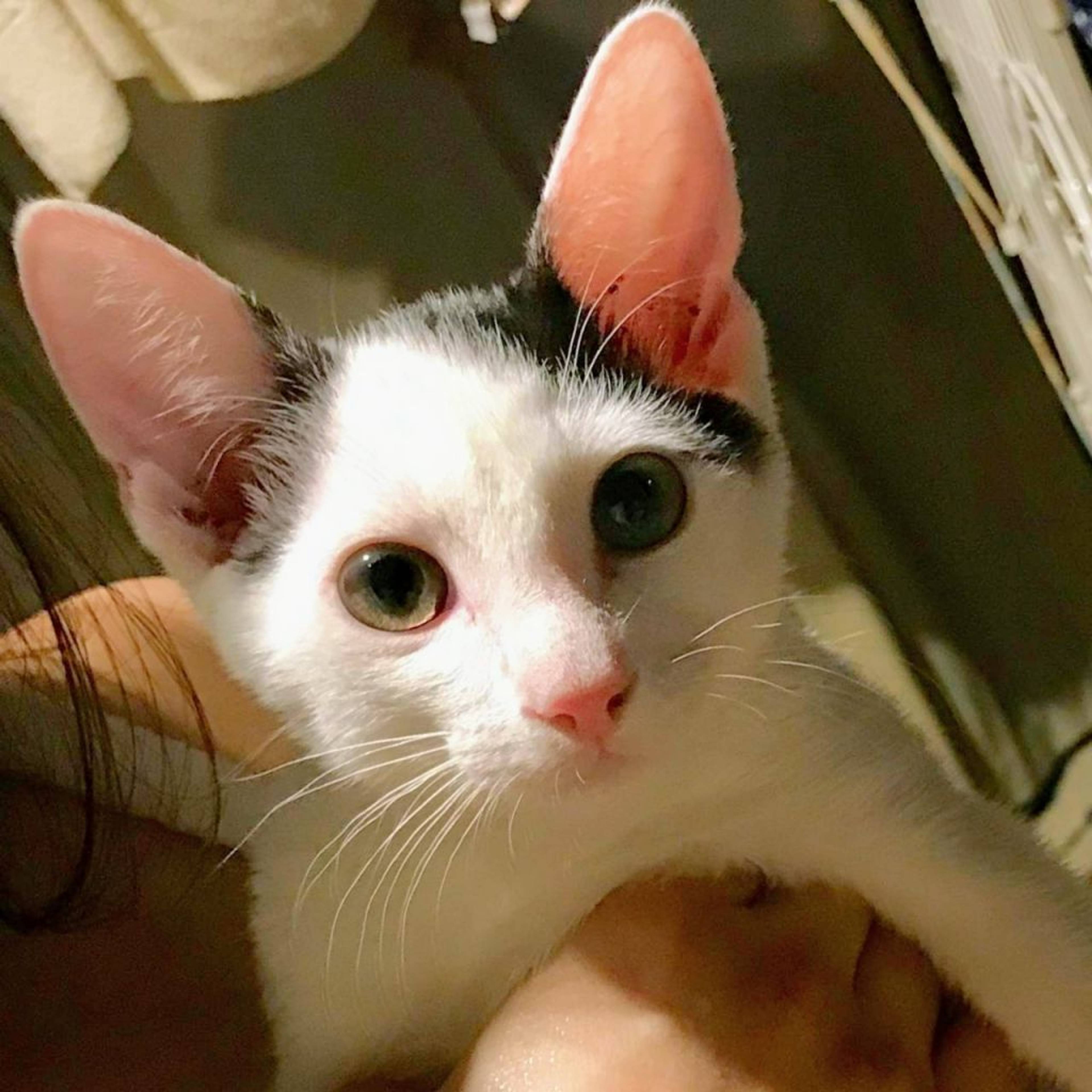雑種（ミックス猫）・オスの里親募集の写真