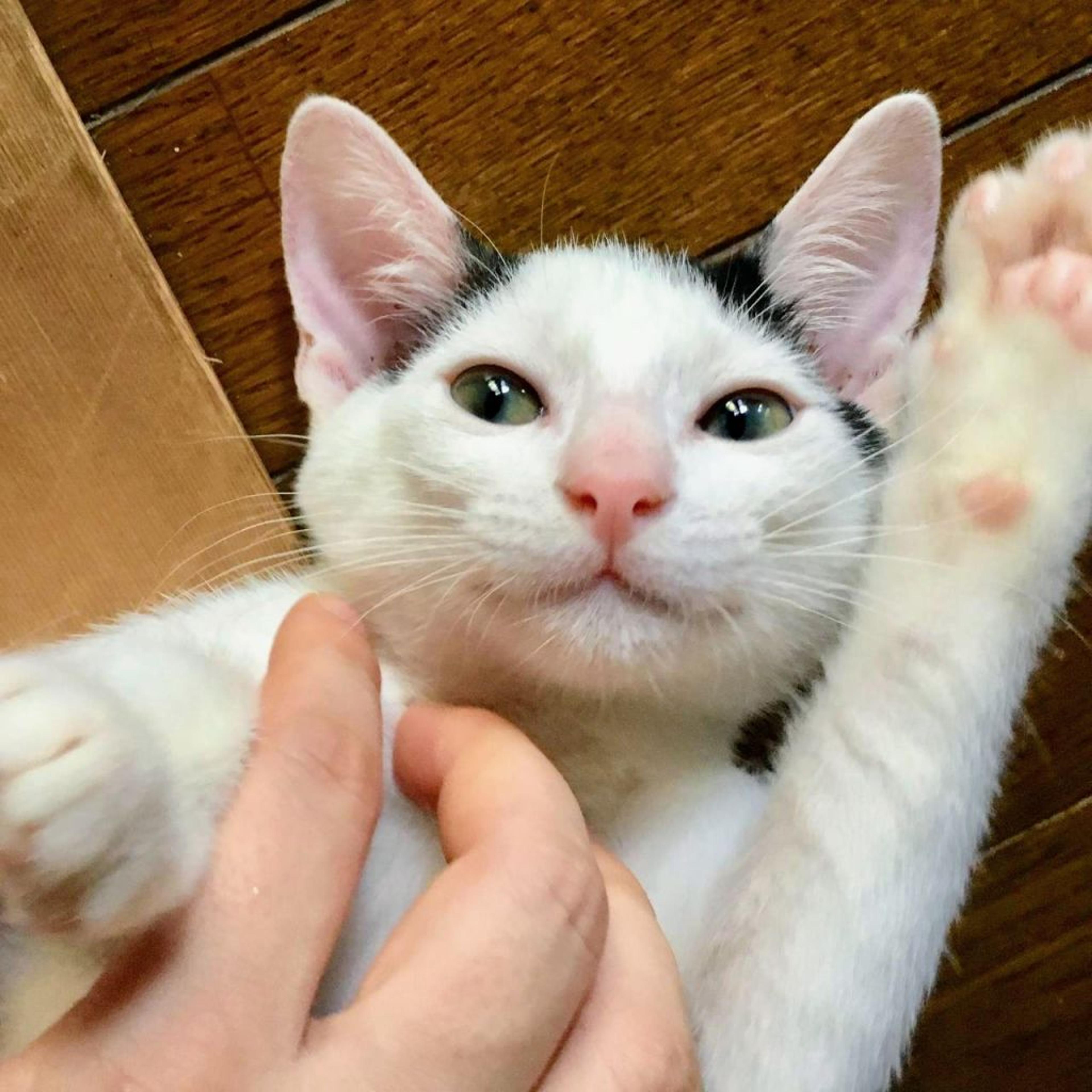 pet-image-2